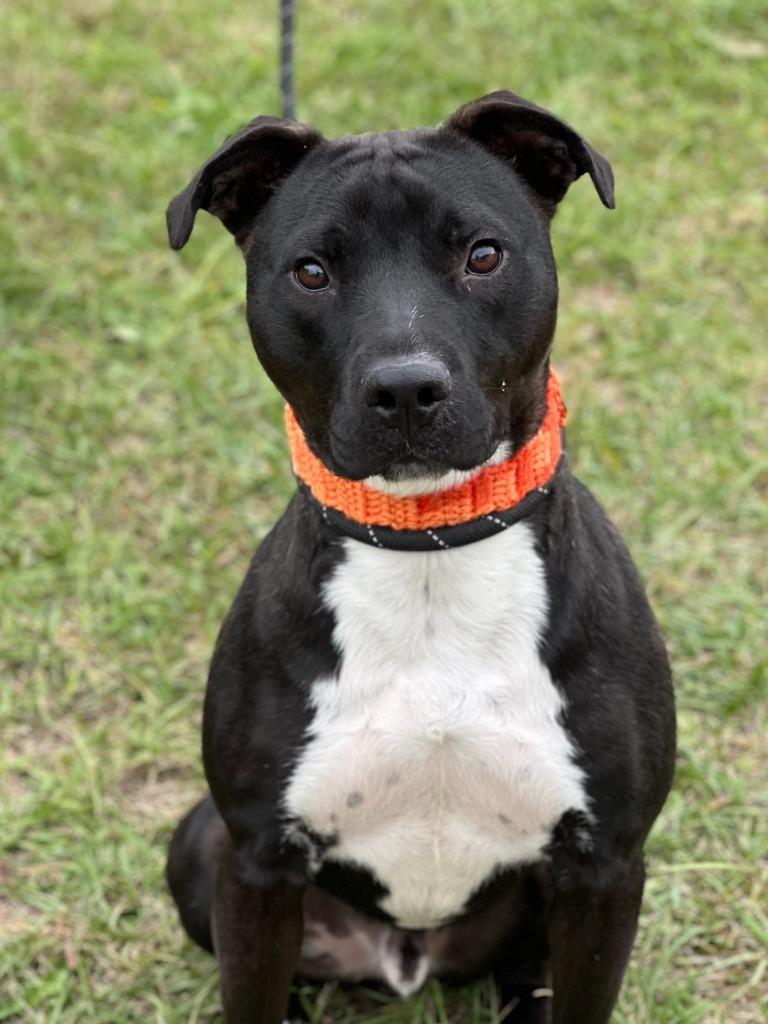 Enlarge Hunter, a Adoptable mixed breed in Hartsville, SC image 2/6