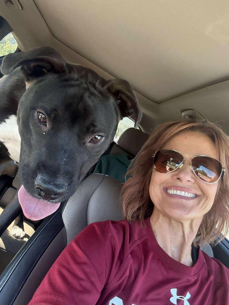 Enlarge Hunter, a Adoptable mixed breed in Hartsville, SC image 4/6