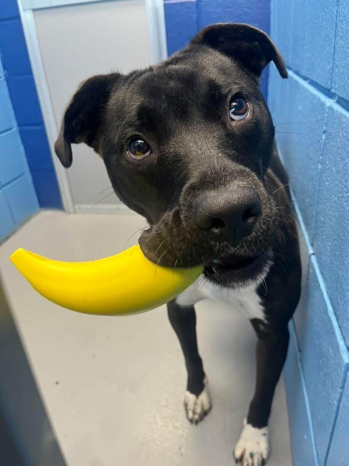 Enlarge Hunter, a Adoptable mixed breed in Hartsville, SC image 5/6