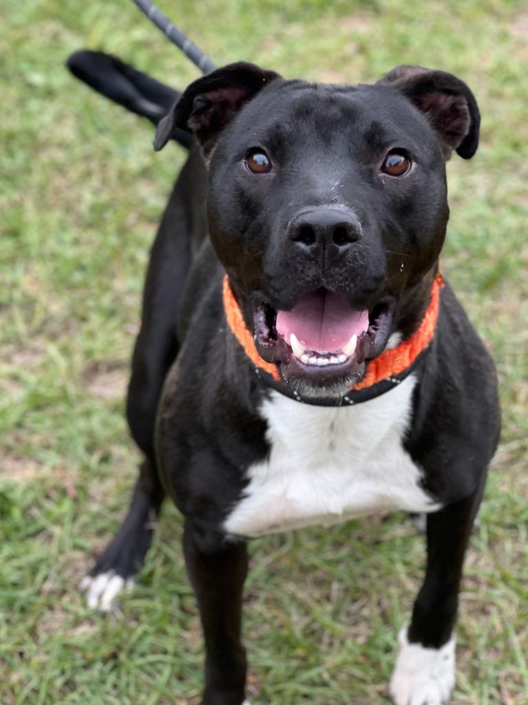 Enlarge Hunter, a Adoptable mixed breed in Hartsville, SC image 4/6