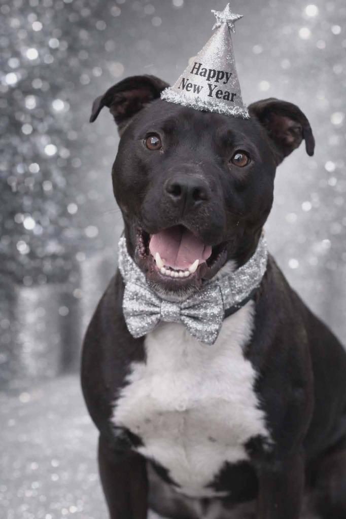 Enlarge Hunter, a Adoptable mixed breed in Hartsville, SC image 5/6