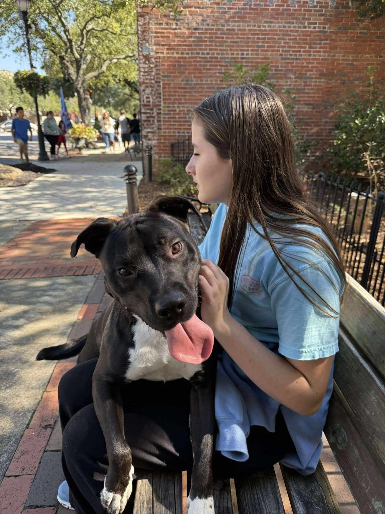 Enlarge Hunter, a Adoptable mixed breed in Hartsville, SC image 6/6