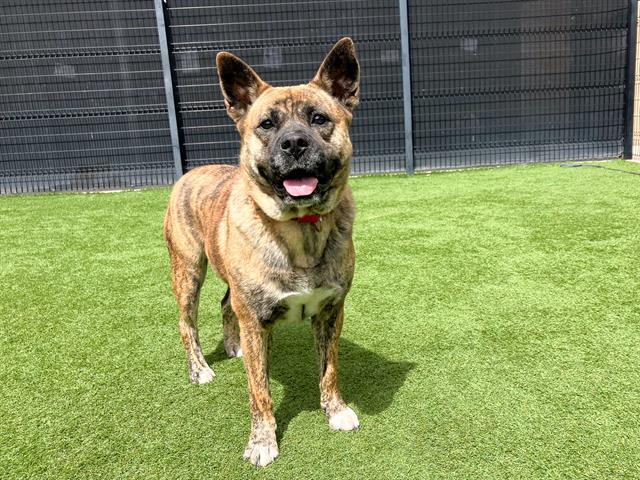 Enlarge SHE-RA, a Adoptable mixed breed in Tustin, CA image 1/1