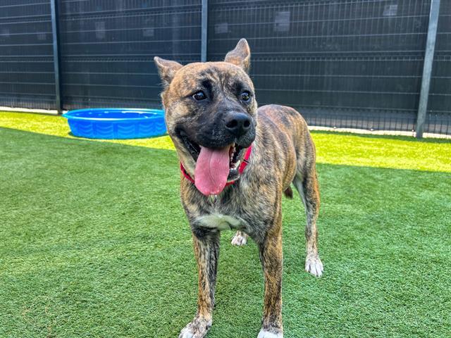 Enlarge SHE-RA, a Adoptable mixed breed in Tustin, CA image 1/1