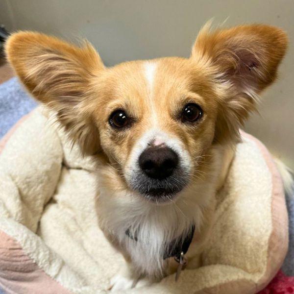 Rico, a Adoptable mixed breed in Walnut Creek, CA image 2/2