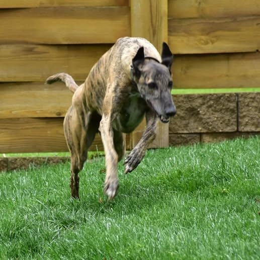 Smokie, an adopted mixed breed in Indianapolis, IN image 6/6