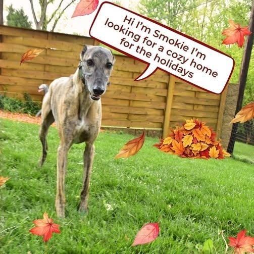 Smokie, an adopted mixed breed in Indianapolis, IN image 1/6