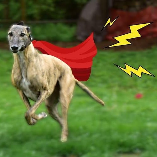 Smokie, an adopted mixed breed in Indianapolis, IN image 5/6