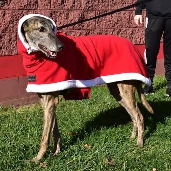 Smokie, an adopted mixed breed in Indianapolis, IN image 2/6