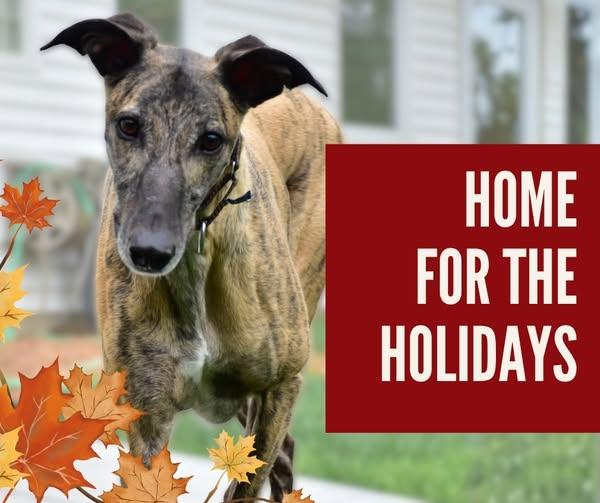 Smokie, an adopted mixed breed in Indianapolis, IN image 3/6