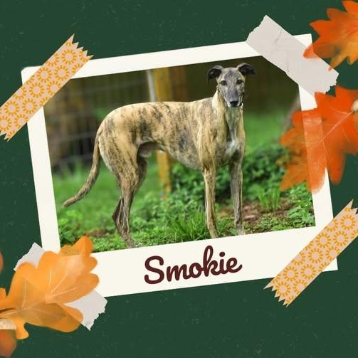 Smokie, an adopted mixed breed in Indianapolis, IN image 4/6