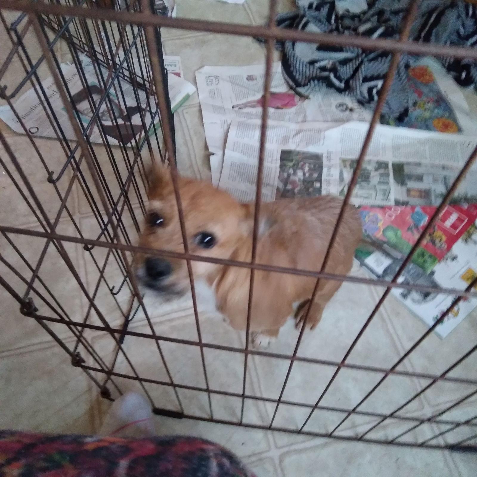 Fawn, Adoptable, Puppy Female Jack Russell Terrier & Cairn Terrier.