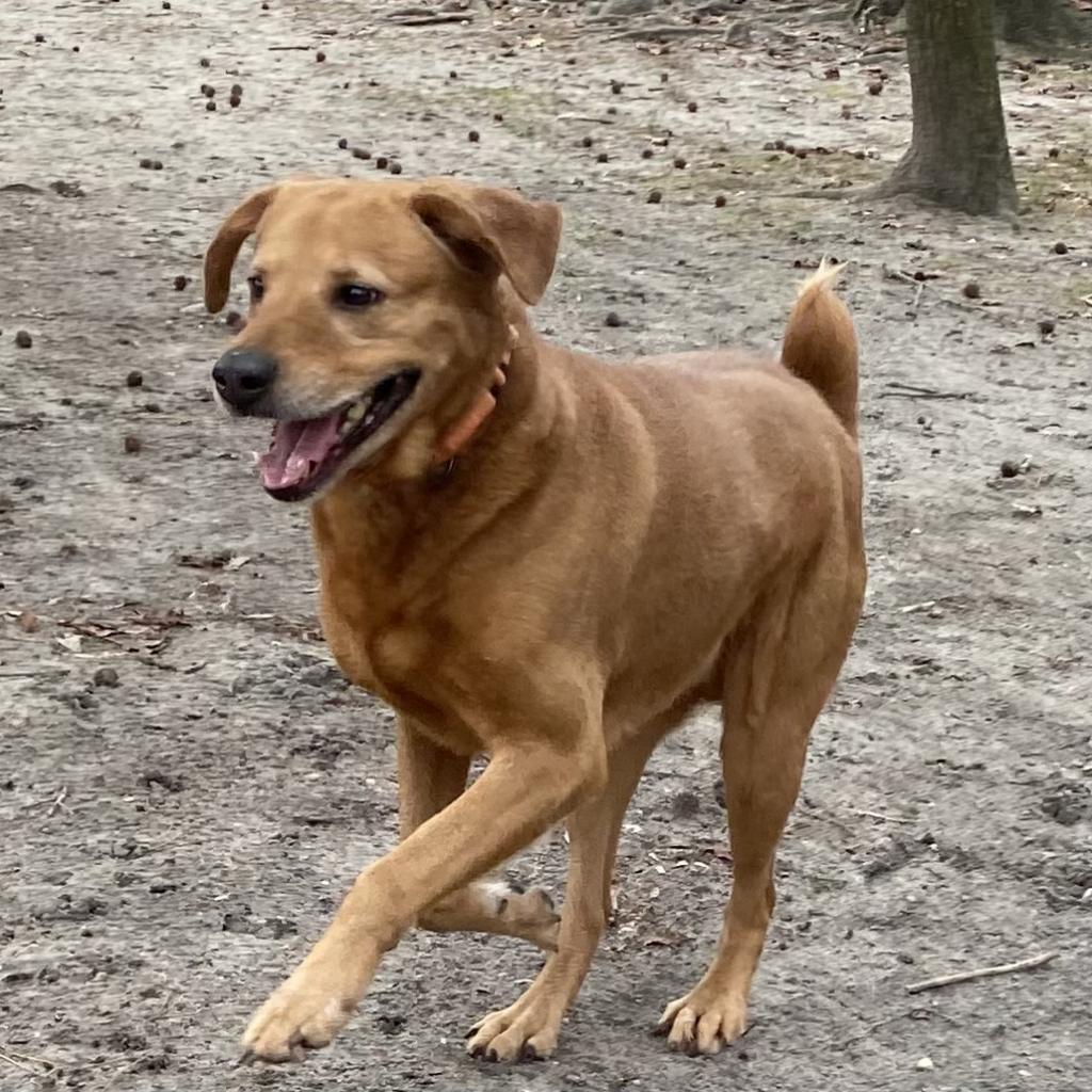 Fender Fka Jazzmaster