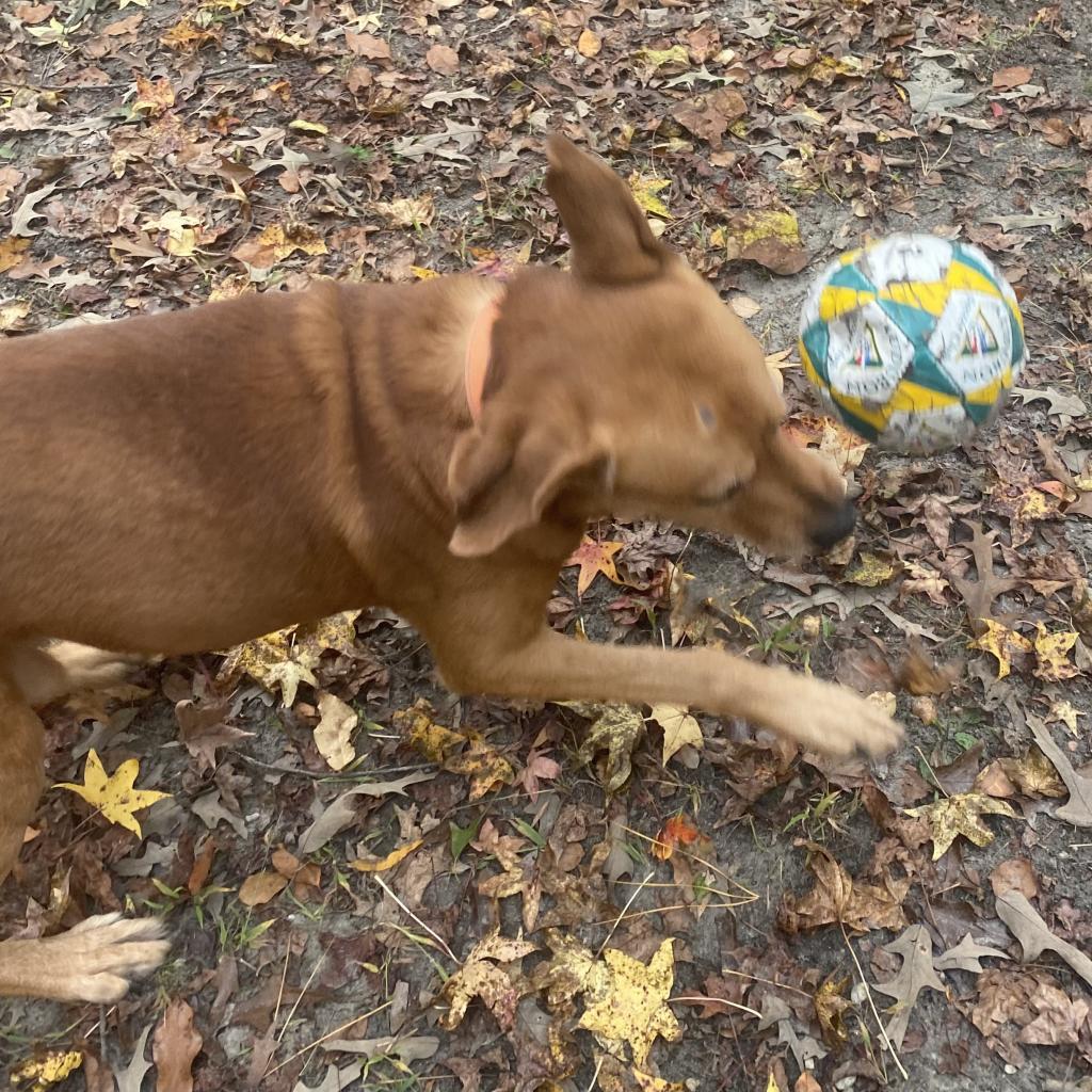 Fender Fka Jazzmaster thumbnail 4