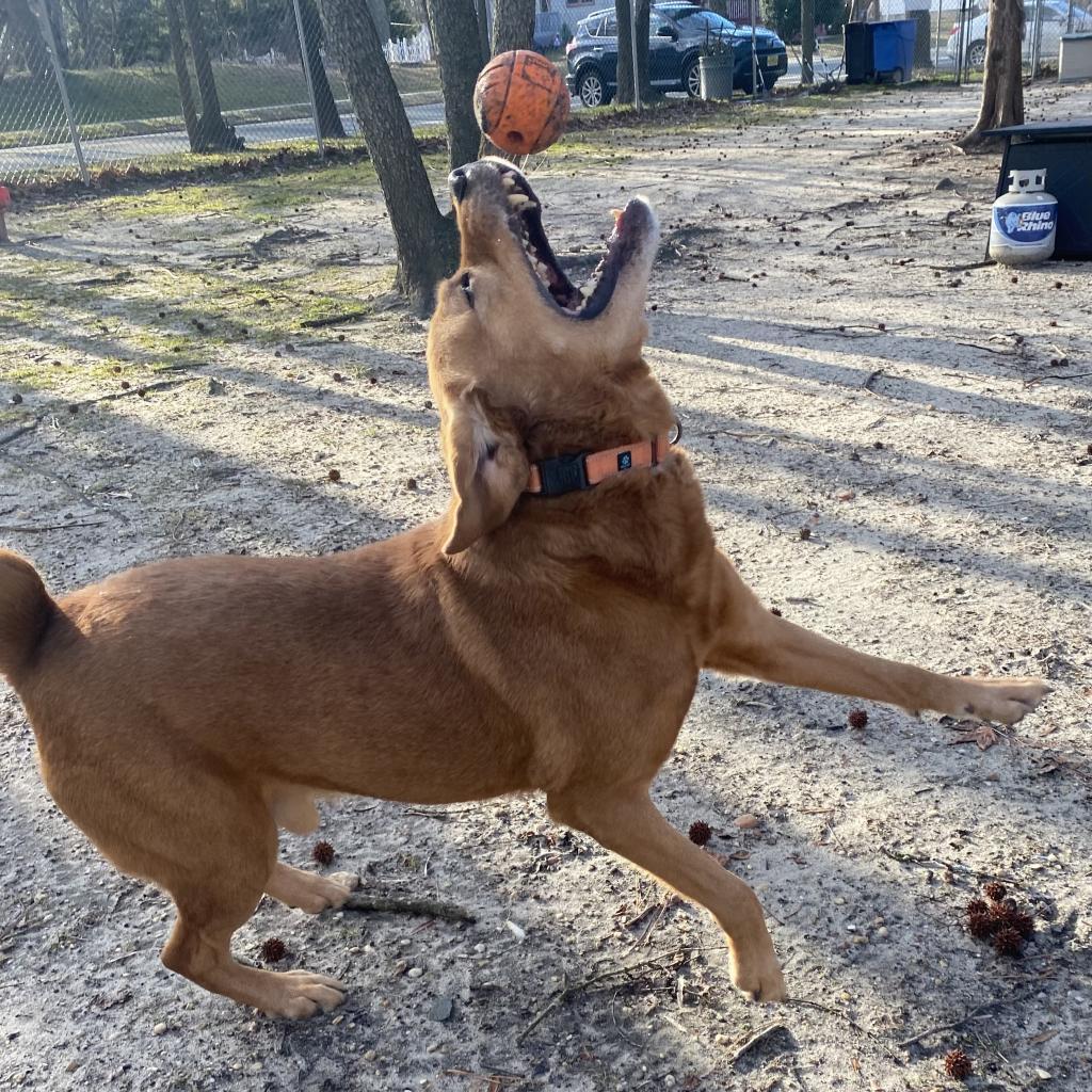 Fender Fka Jazzmaster thumbnail 5