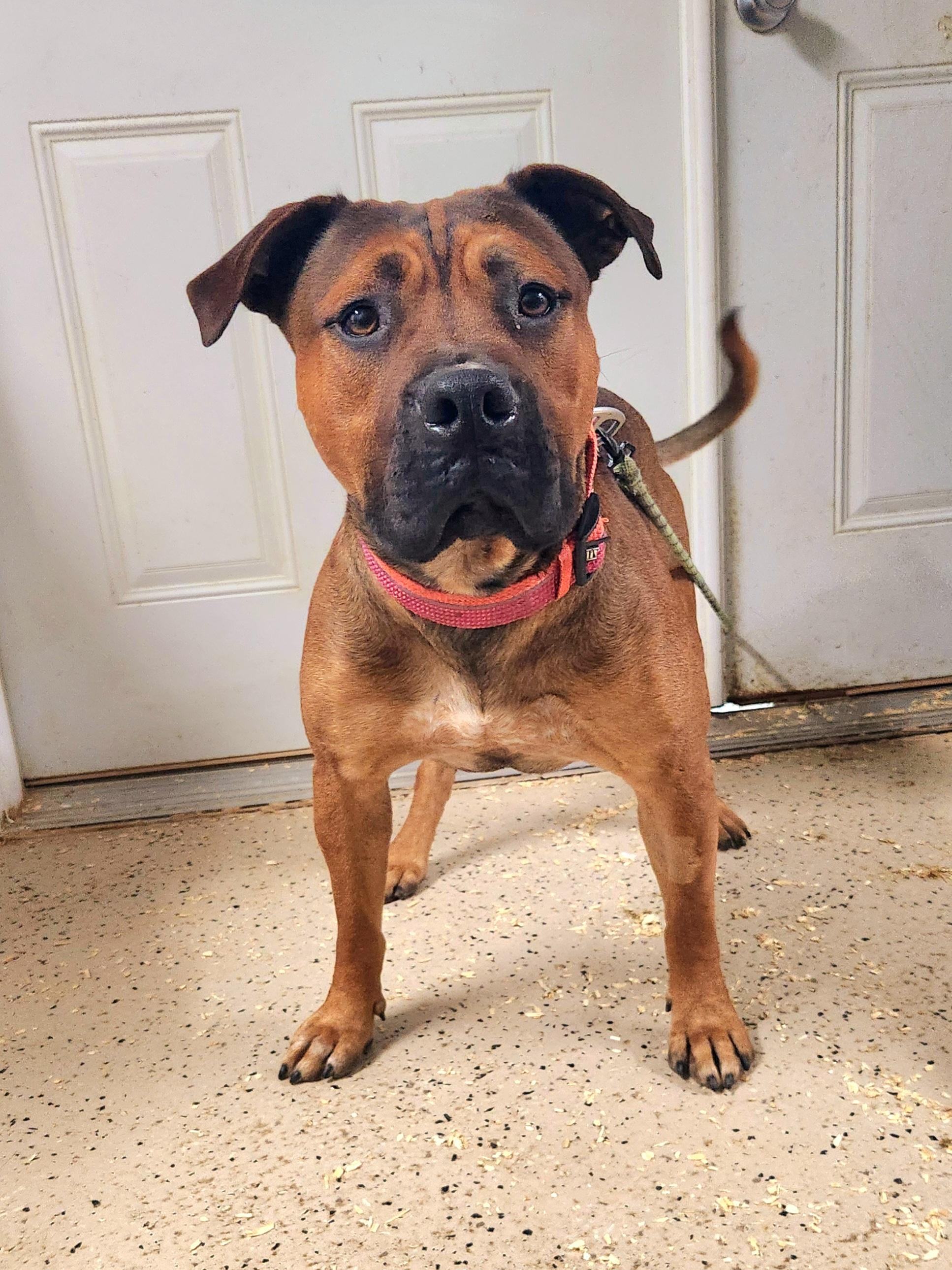 Enlarge Louie, a Adoptable mixed breed in Walthill, NE image 5/5