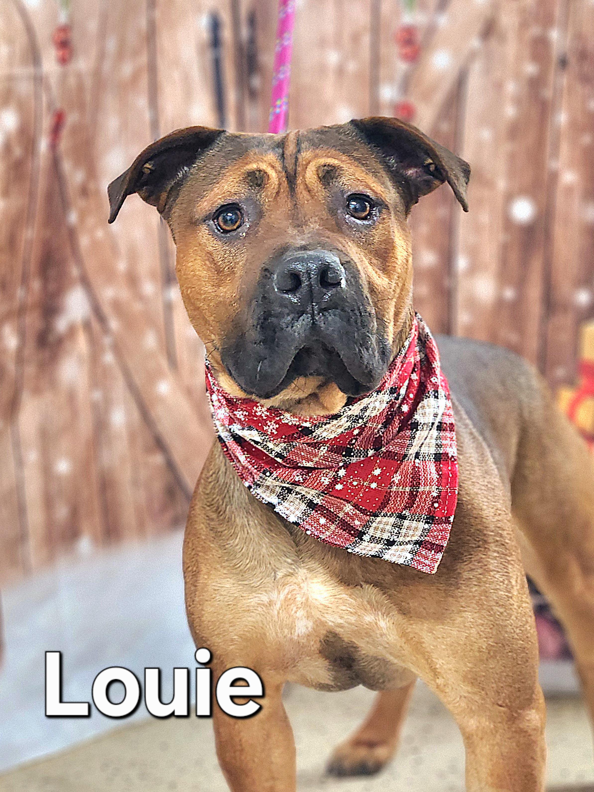 Enlarge Louie, a Adoptable mixed breed in Walthill, NE image 4/5
