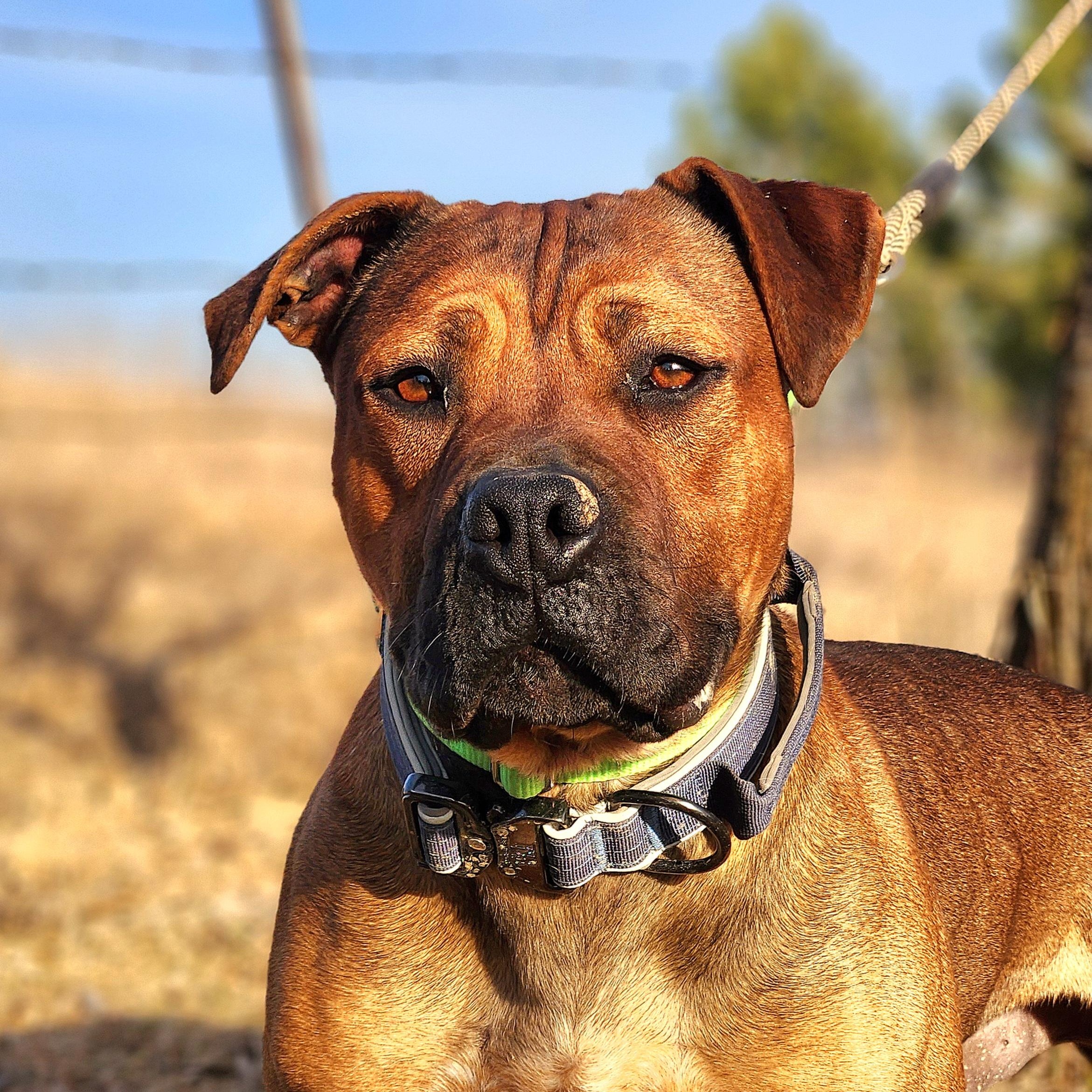 Enlarge Louie, a Adoptable mixed breed in Walthill, NE image 1/5