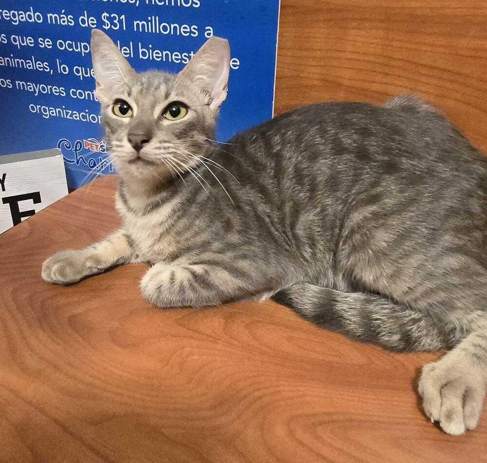 Honey, Adoptable, Kitten Male Domestic Short Hair.