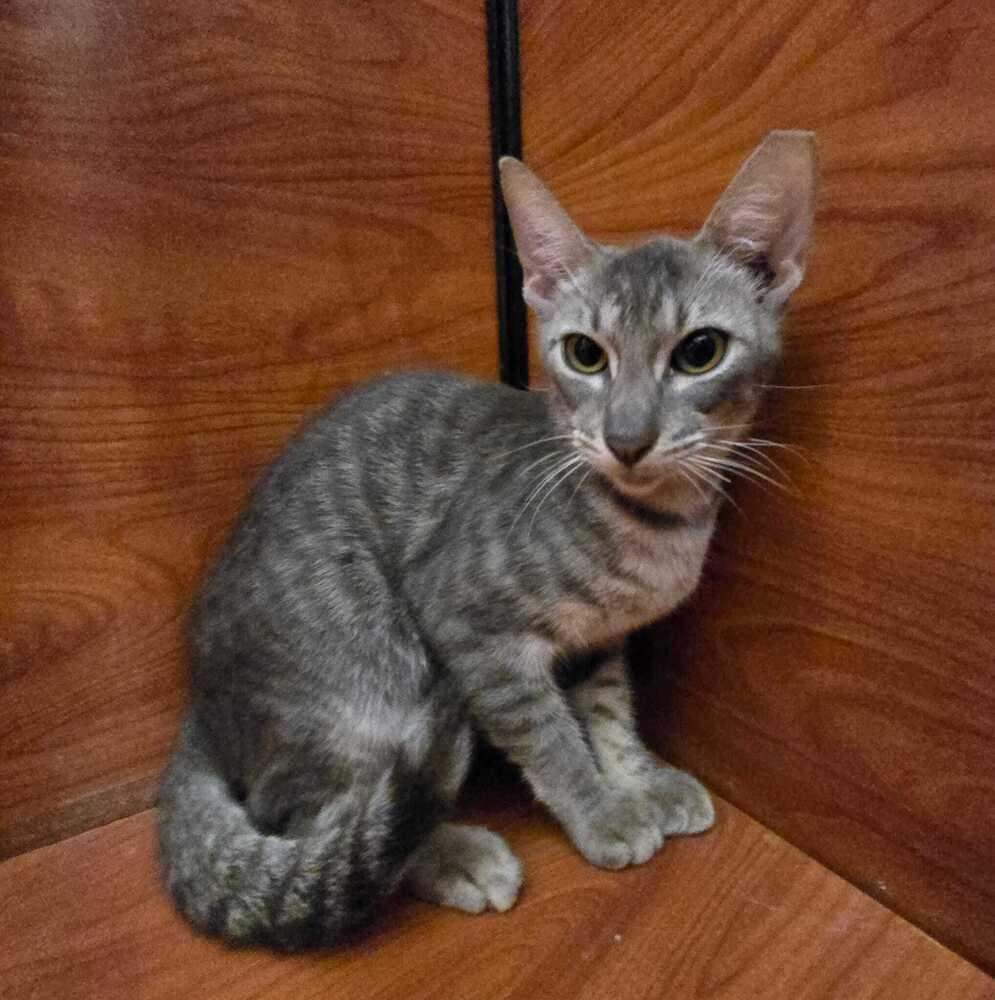 Enlarge Honey, a Adoptable Domestic Short Hair in Naranjito, PR image 2/4