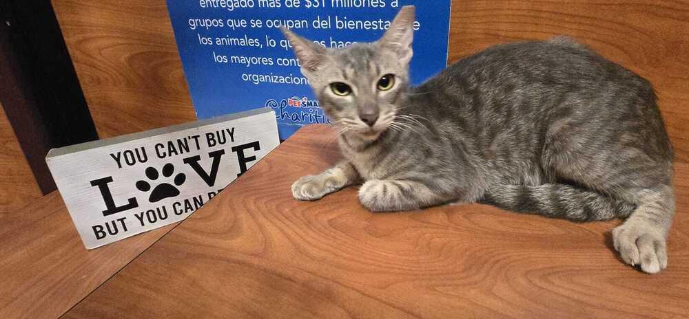 Enlarge Honey, a Adoptable Domestic Short Hair in Naranjito, PR image 3/4