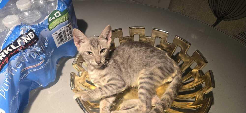 Enlarge Honey, a Adoptable Domestic Short Hair in Naranjito, PR image 4/4