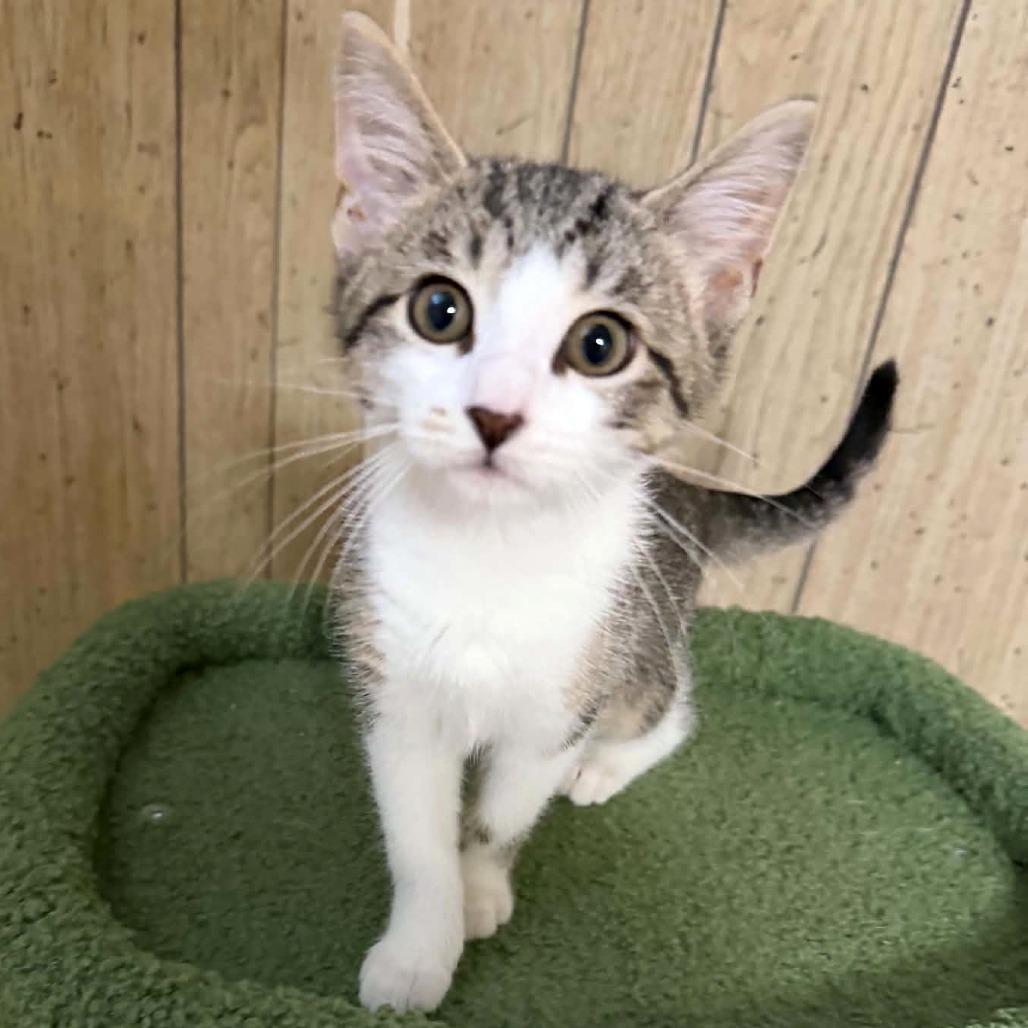 Buddy, Adoptable, Kitten Female Domestic Short Hair.