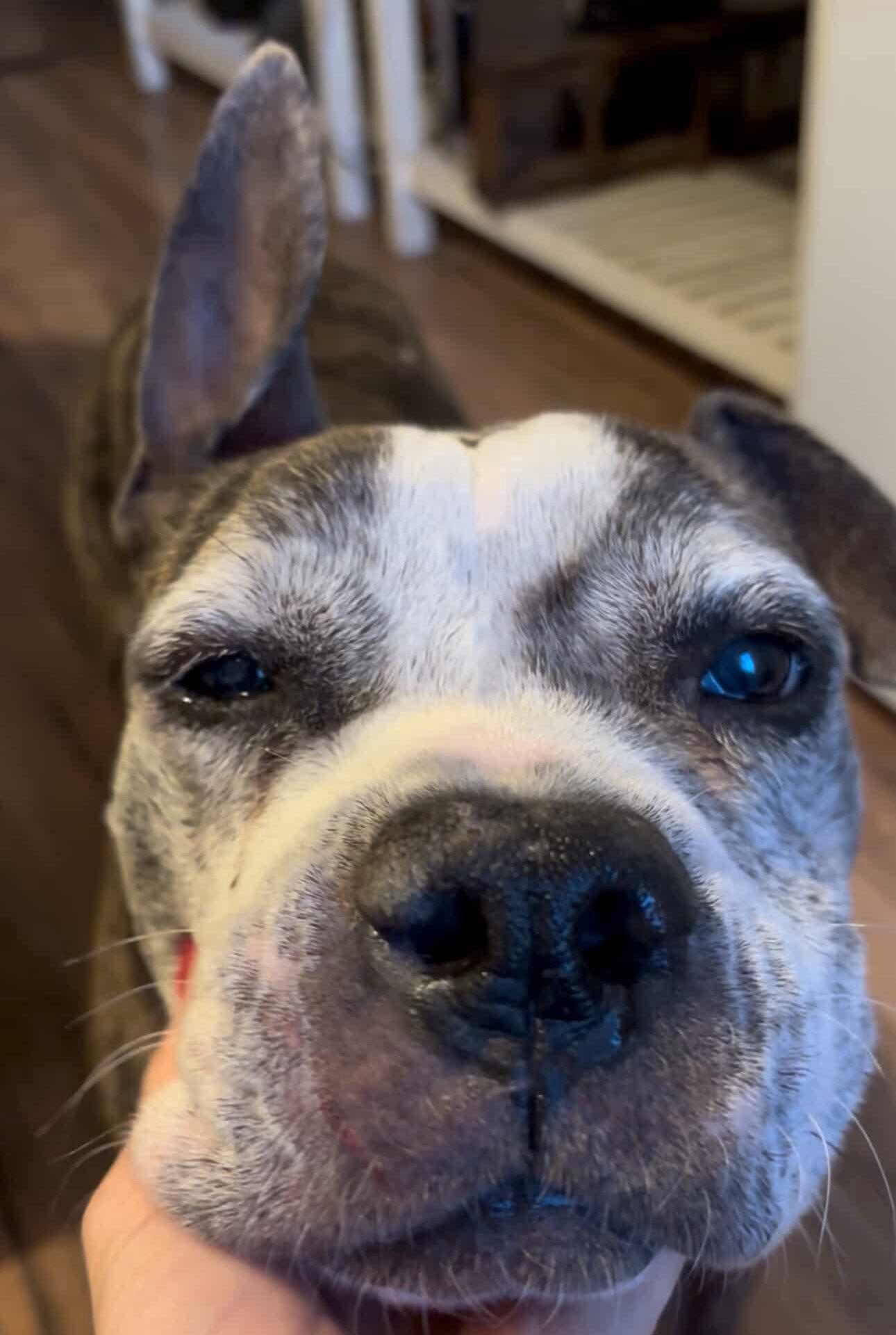 Enlarge Zoe, a Adoptable mixed breed in Brooklyn, NY image 5/6