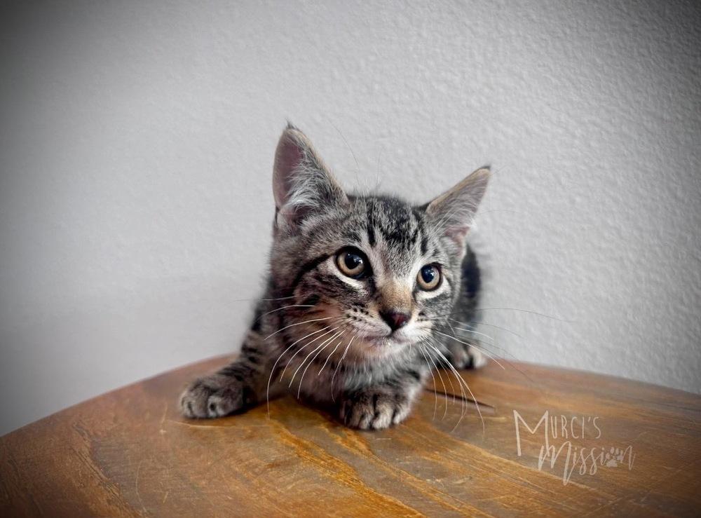 Enlarge Scout, a Adoptable mixed breed in Spokane , WA image 1/1