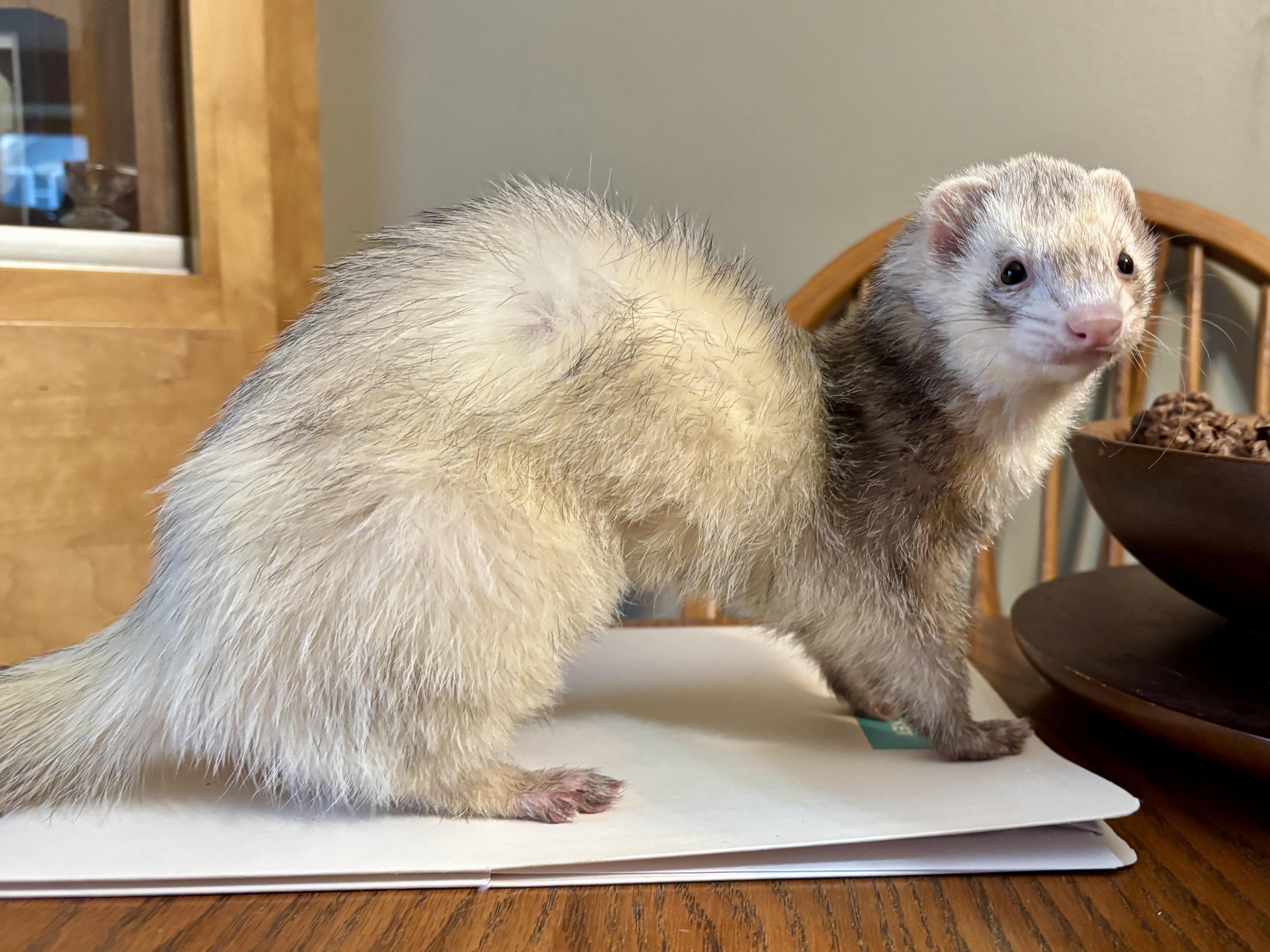 Enlarge Grey, an adoptable Ferret in Saint Paul, MN image 1/6
