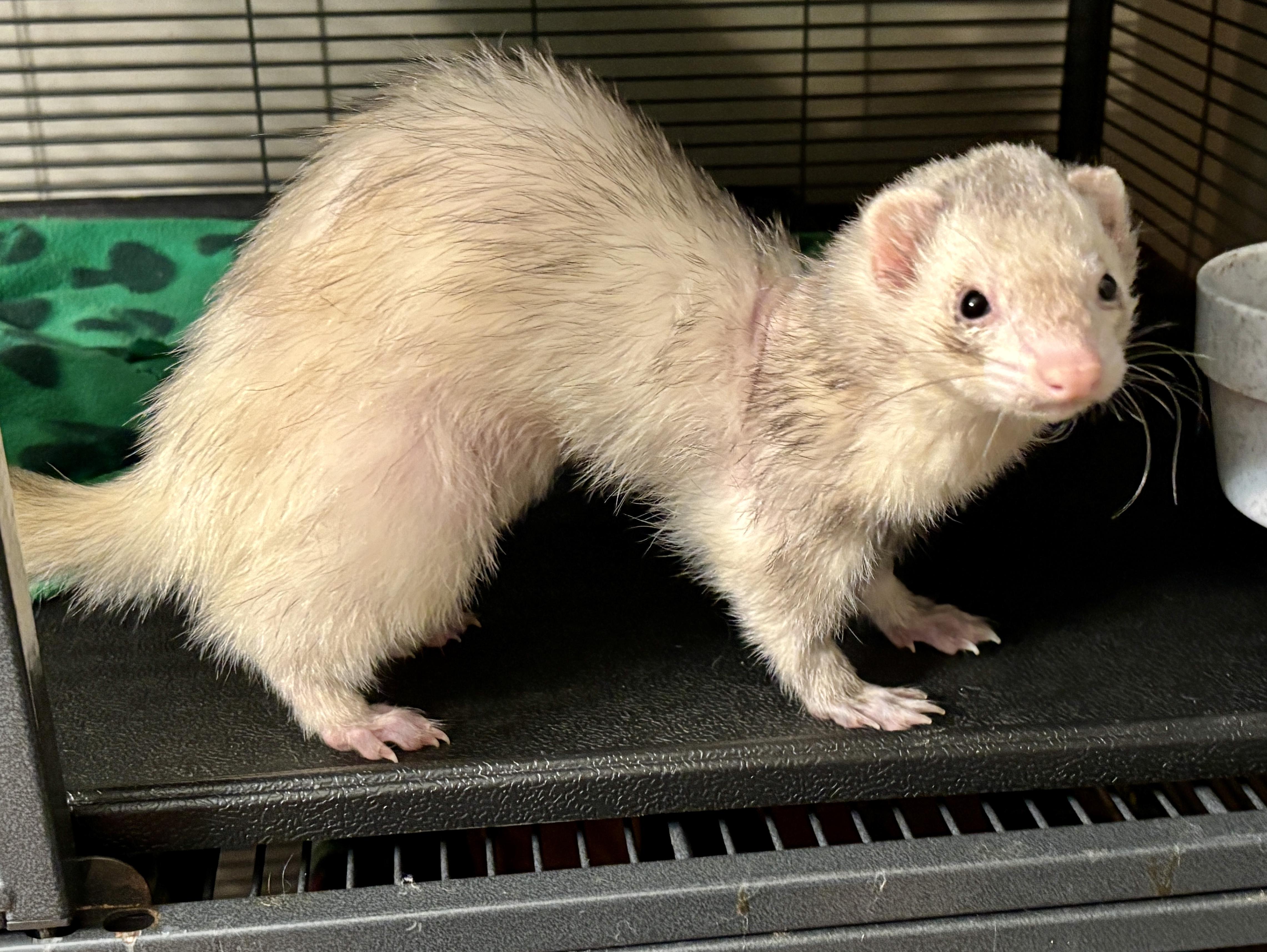 Grey, adoptable, Senior Male Ferret.
