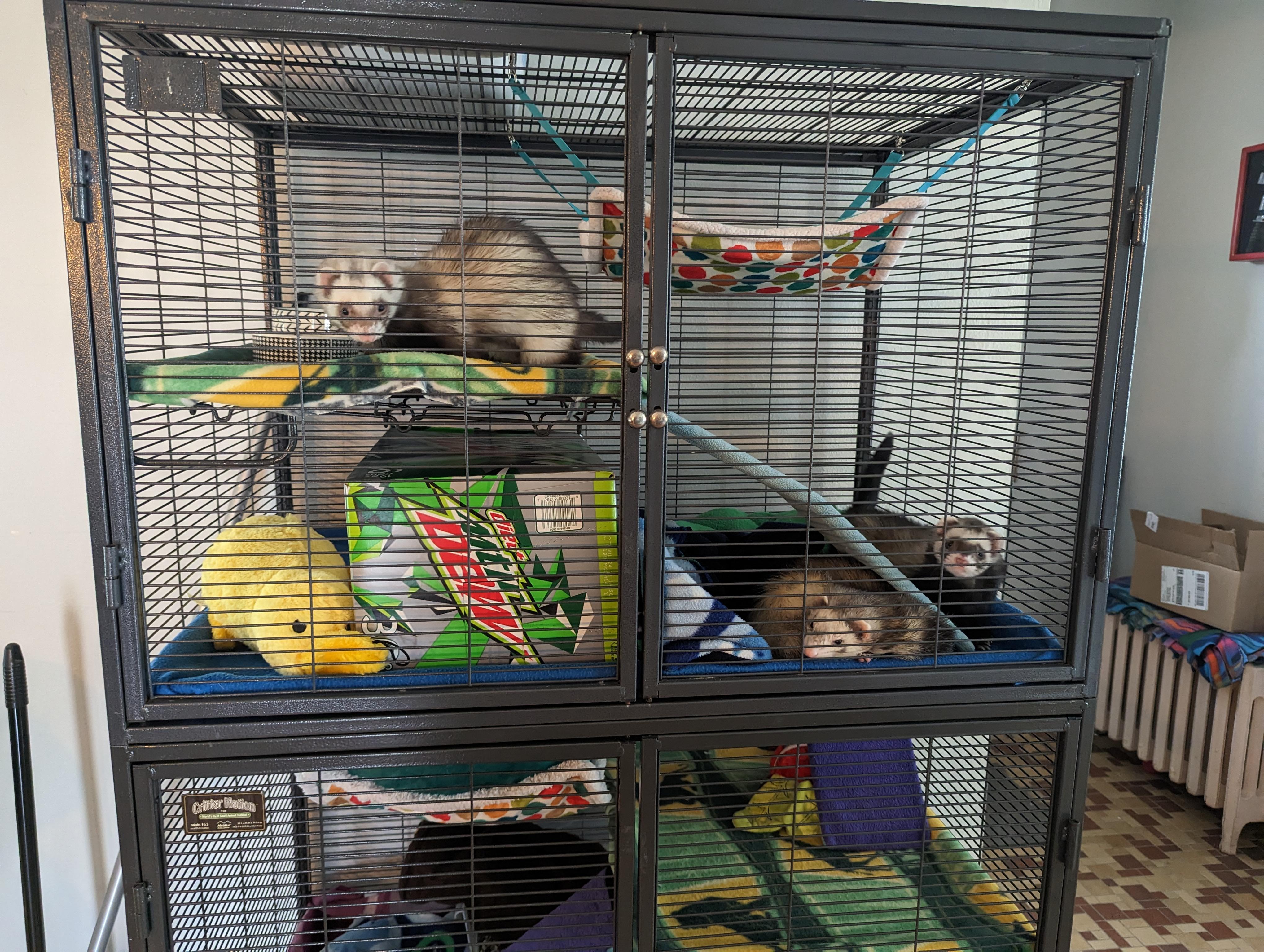 Enlarge Grey, a Adoptable Ferret in Saint Paul, MN image 2/6