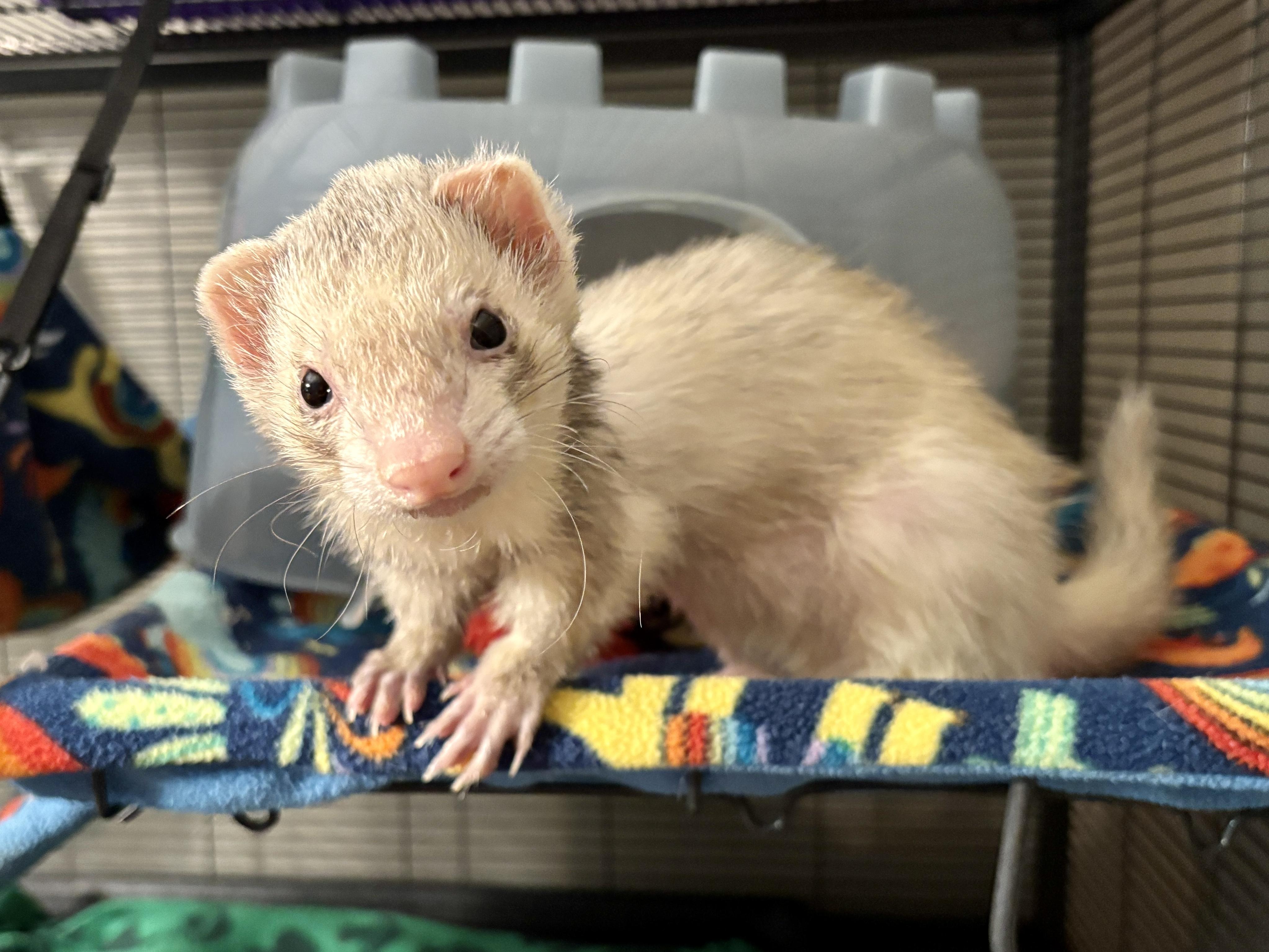 Enlarge Grey, an adoptable Ferret in Saint Paul, MN image 2/6