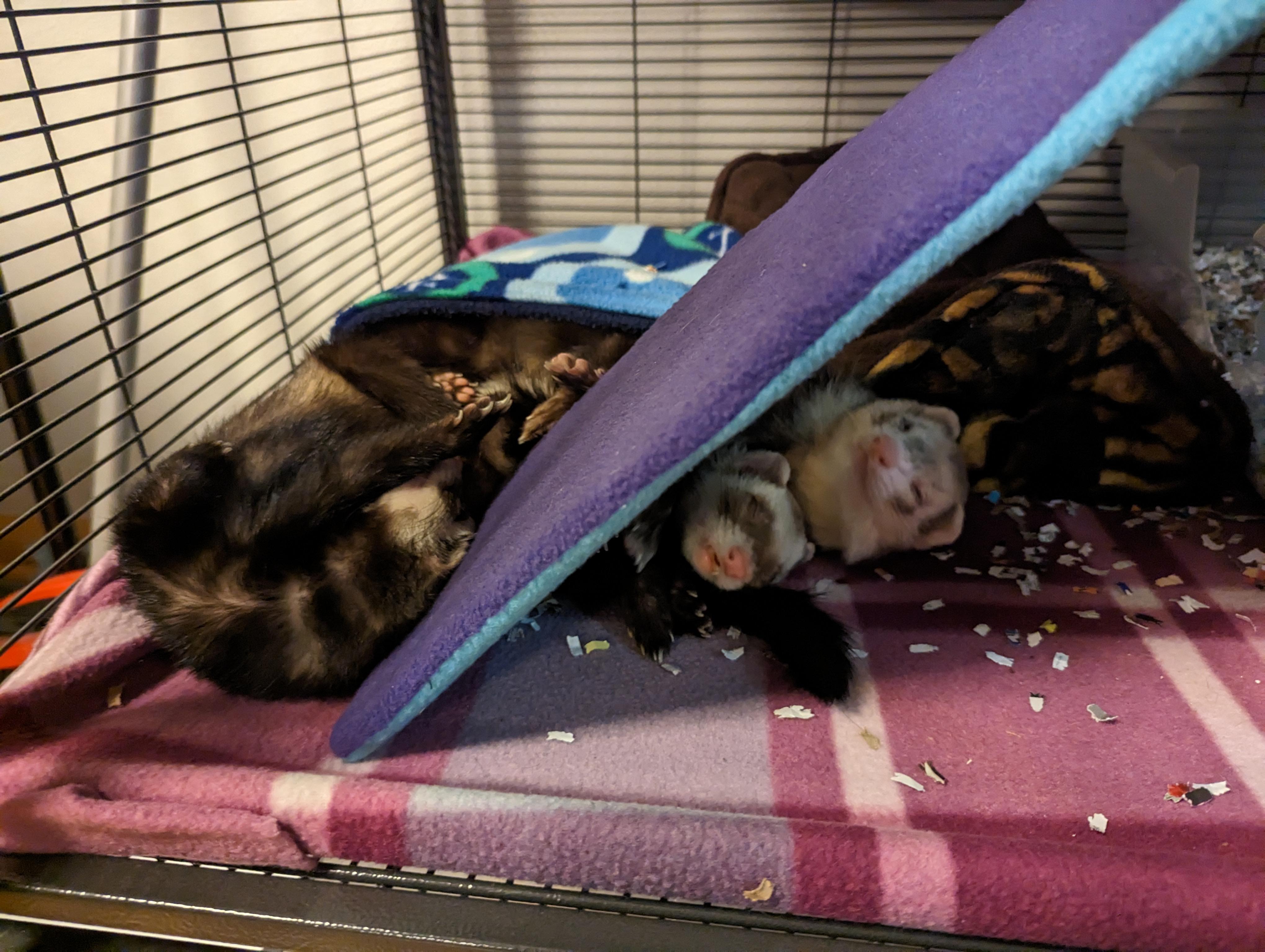 Enlarge Grey, a Adoptable Ferret in Saint Paul, MN image 3/6