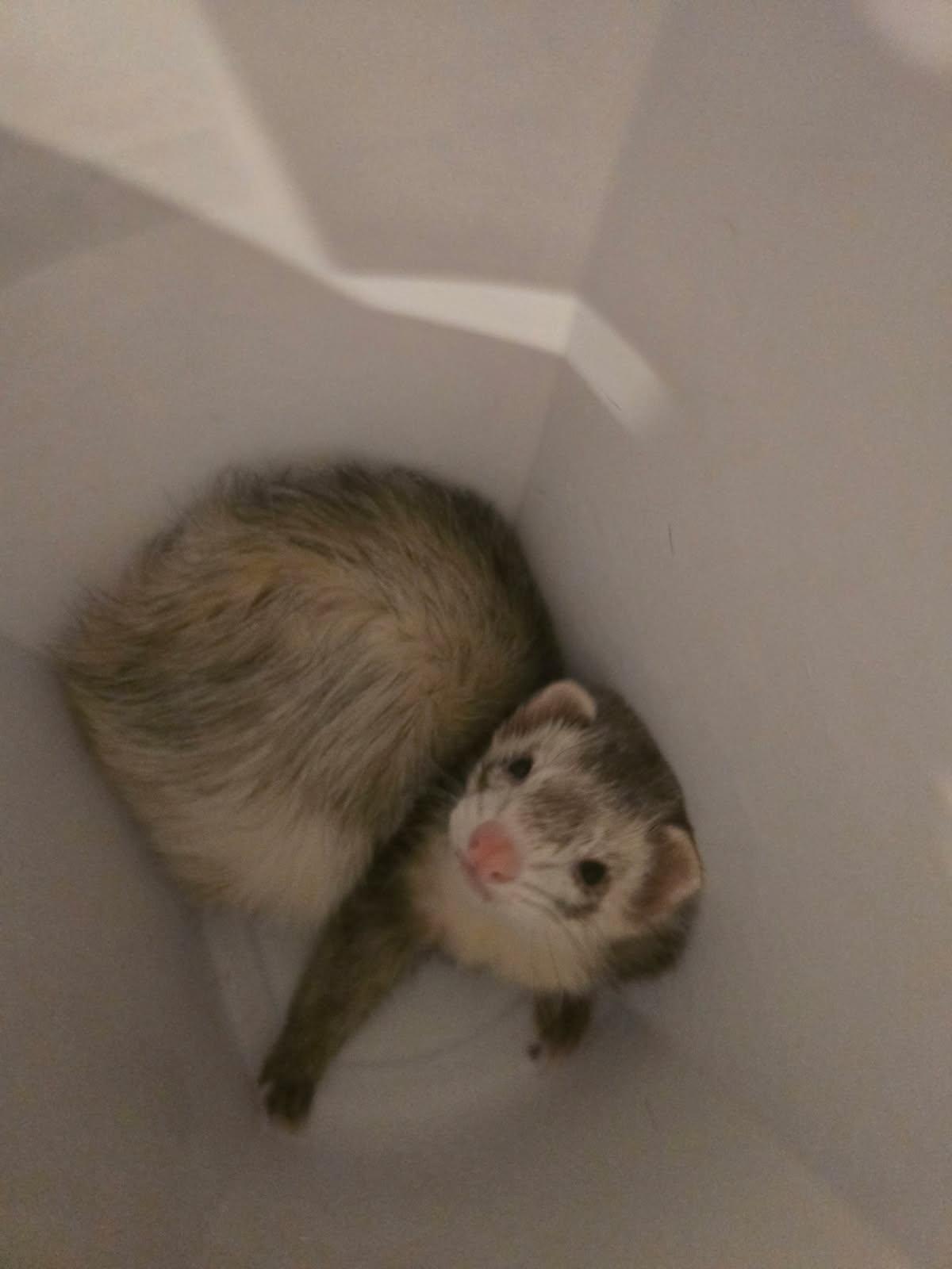 Grey, Adoptable, Adult Male Ferret.