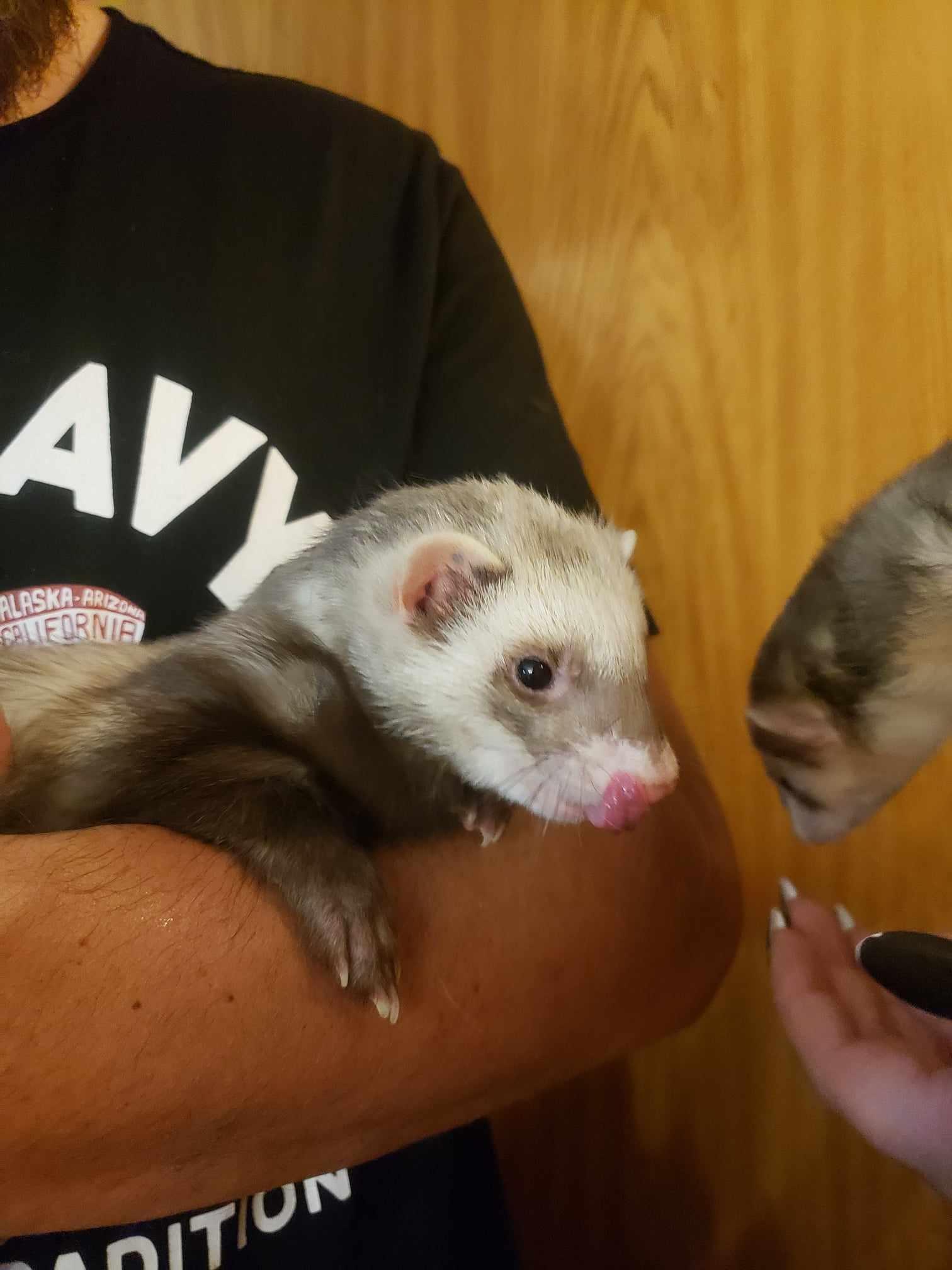 Enlarge Grey, a Adoptable Ferret in Saint Paul, MN image 4/6