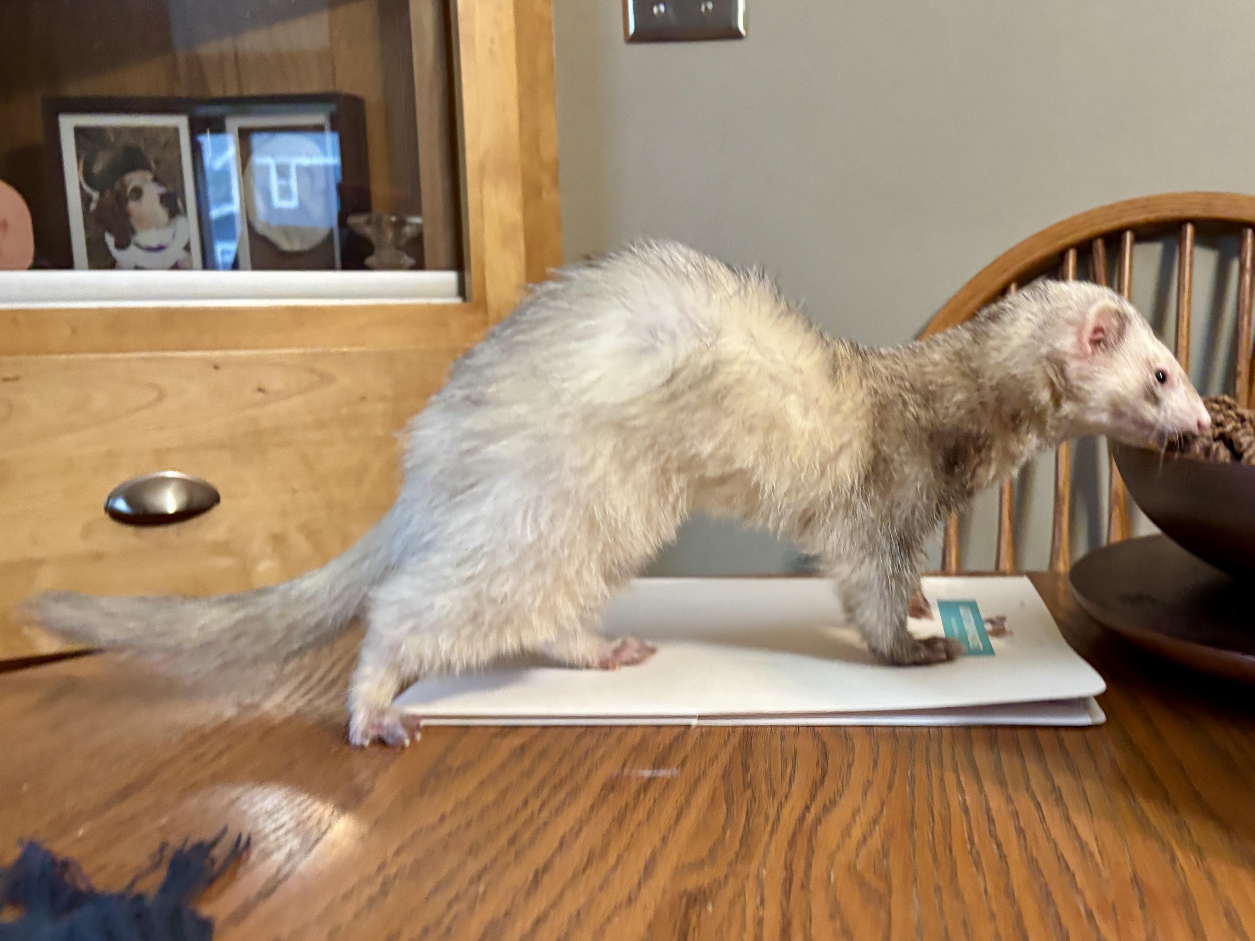 Enlarge Grey, an adoptable Ferret in Saint Paul, MN image 2/6