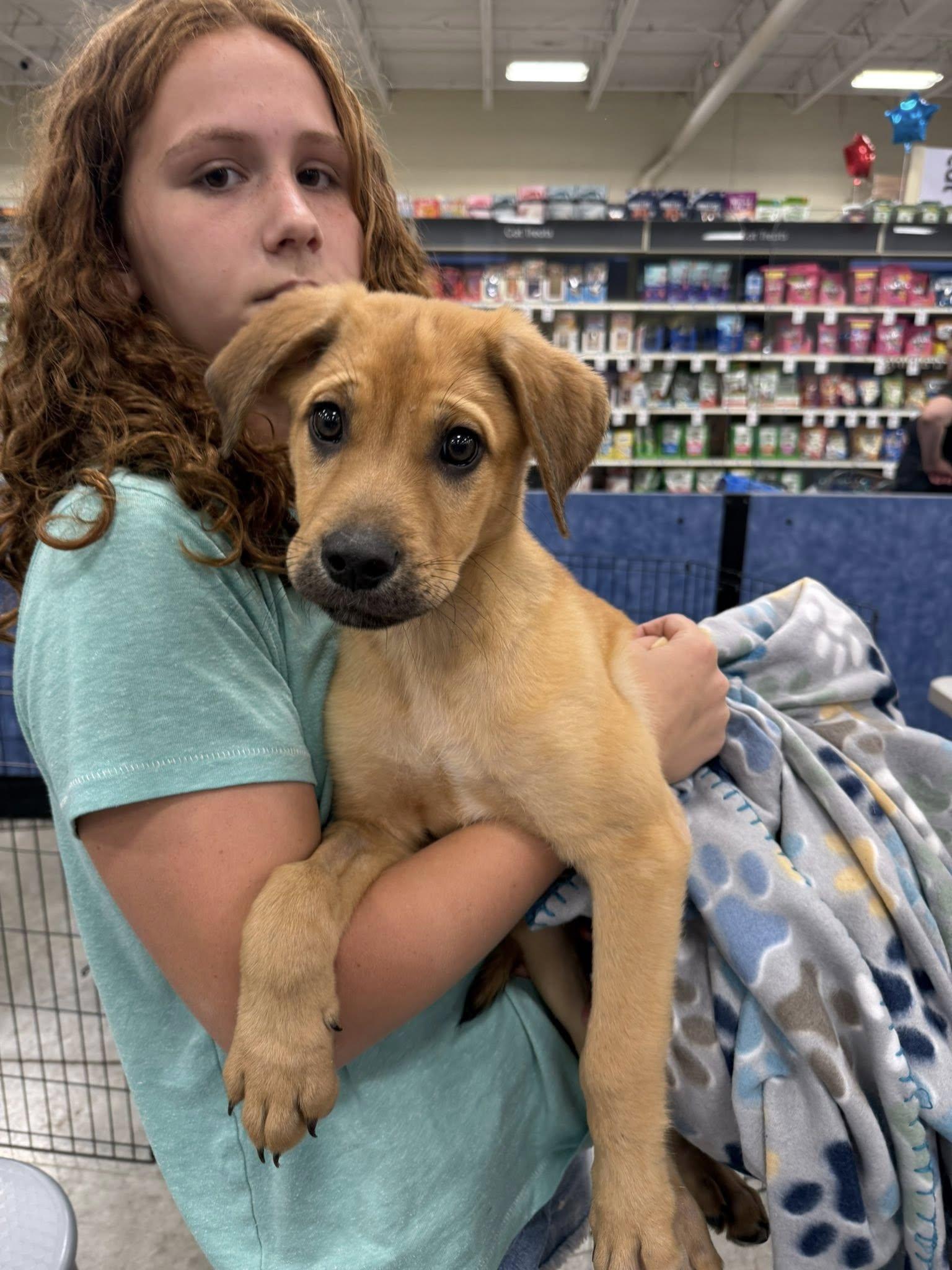 Blackhawk, a Adoptable mixed breed in West Richland, WA image 2/2
