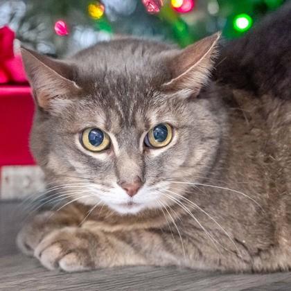 Kat, Adoptable, Senior Female Domestic Short Hair & Domestic Short Hair.