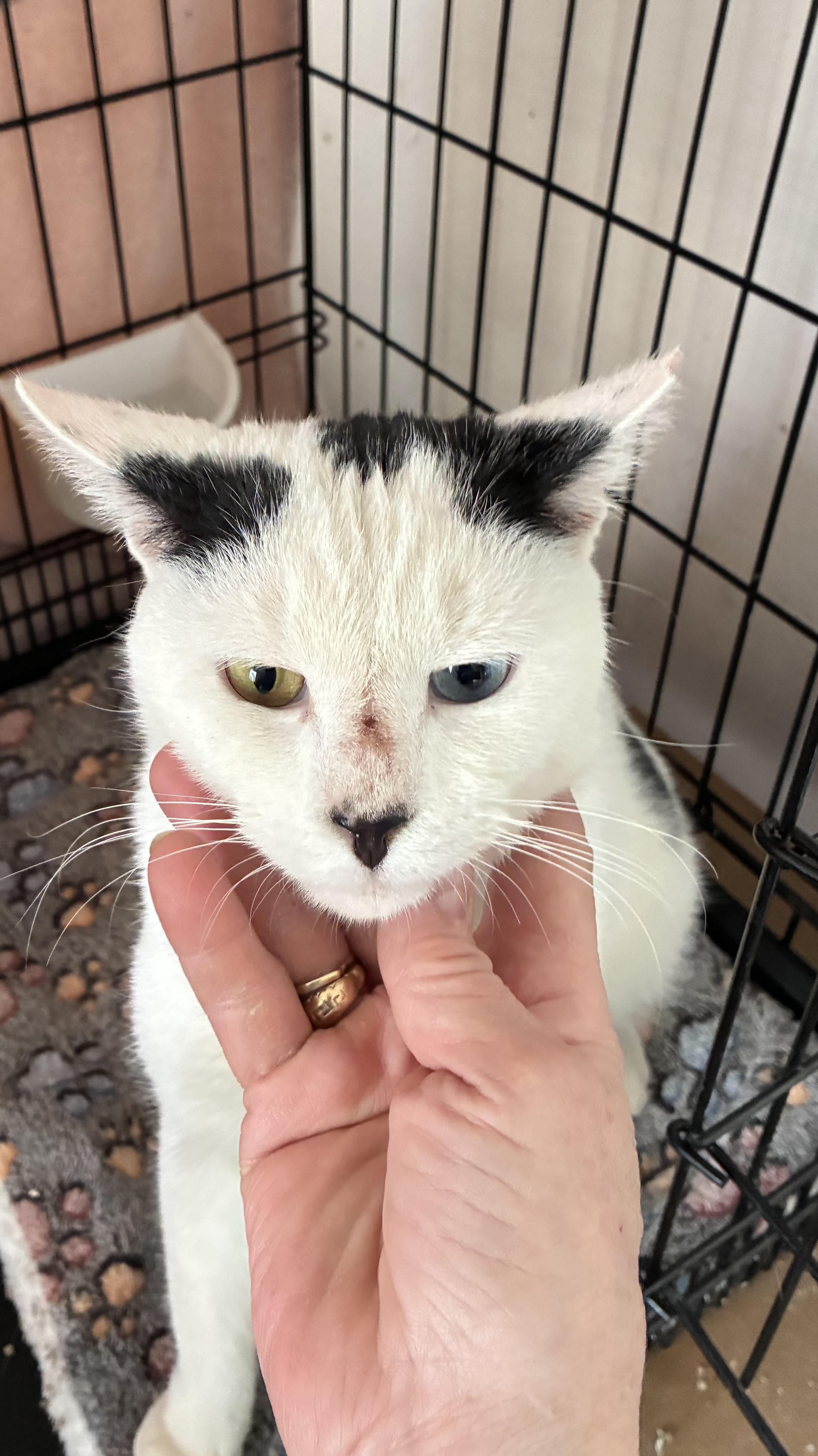 Marshmallow N. ~ The Sweetest