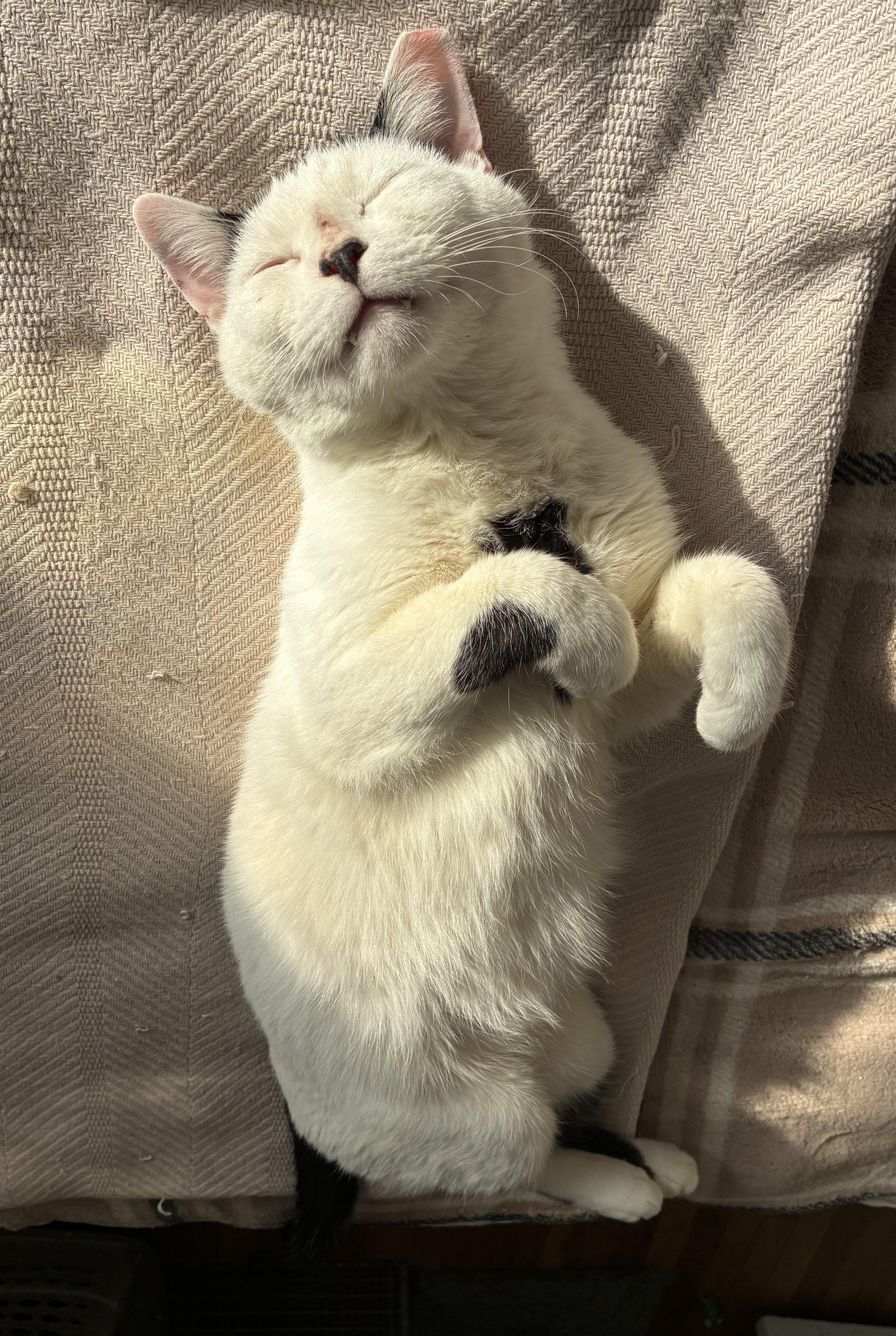 Marshmallow N. ~ The Sweetest