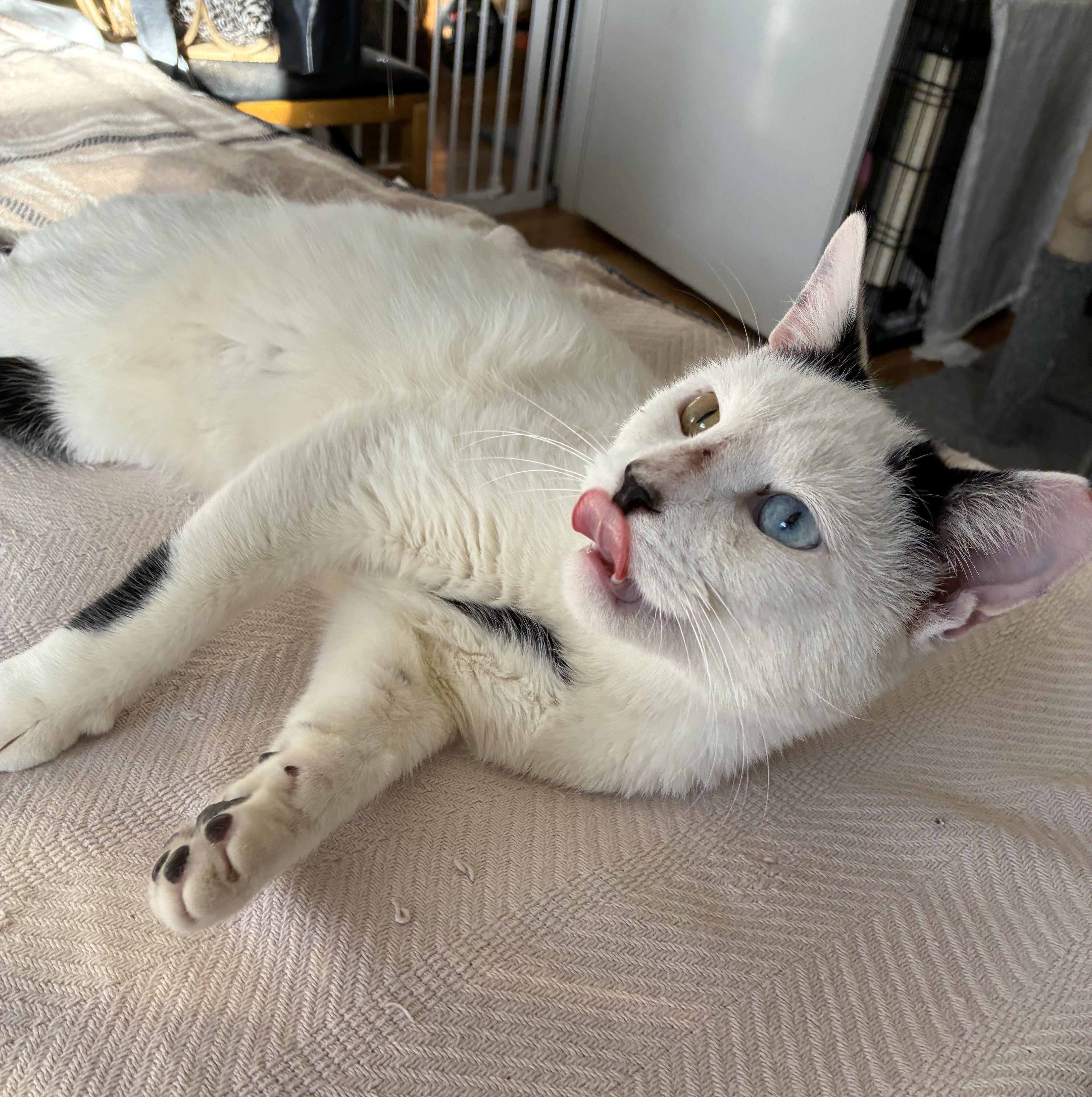 Marshmallow N. ~ The Sweetest