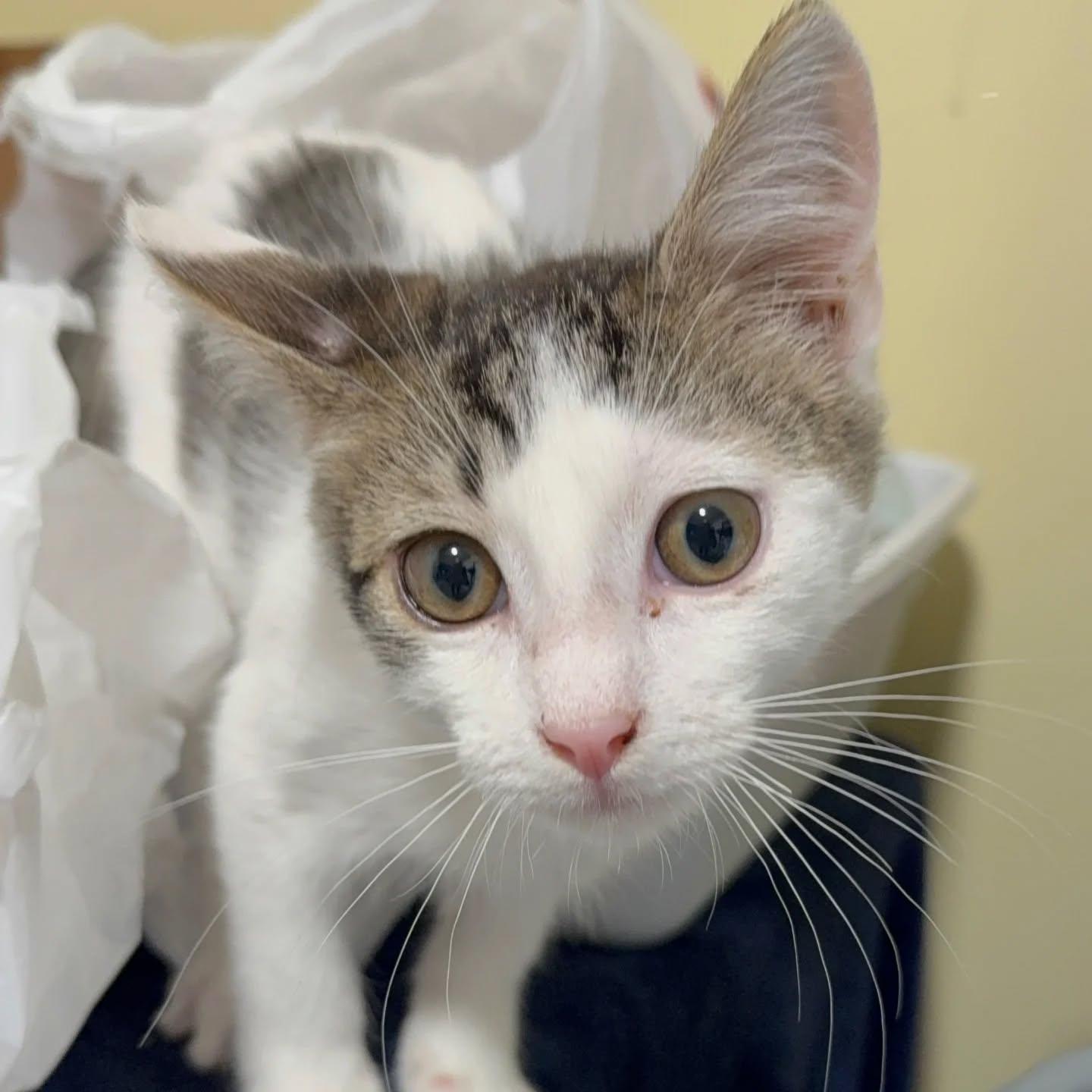 Enlarge Hans (shy but sweet 5 month old kitten), an adopted Tiger in HANSON, MA image 1/1