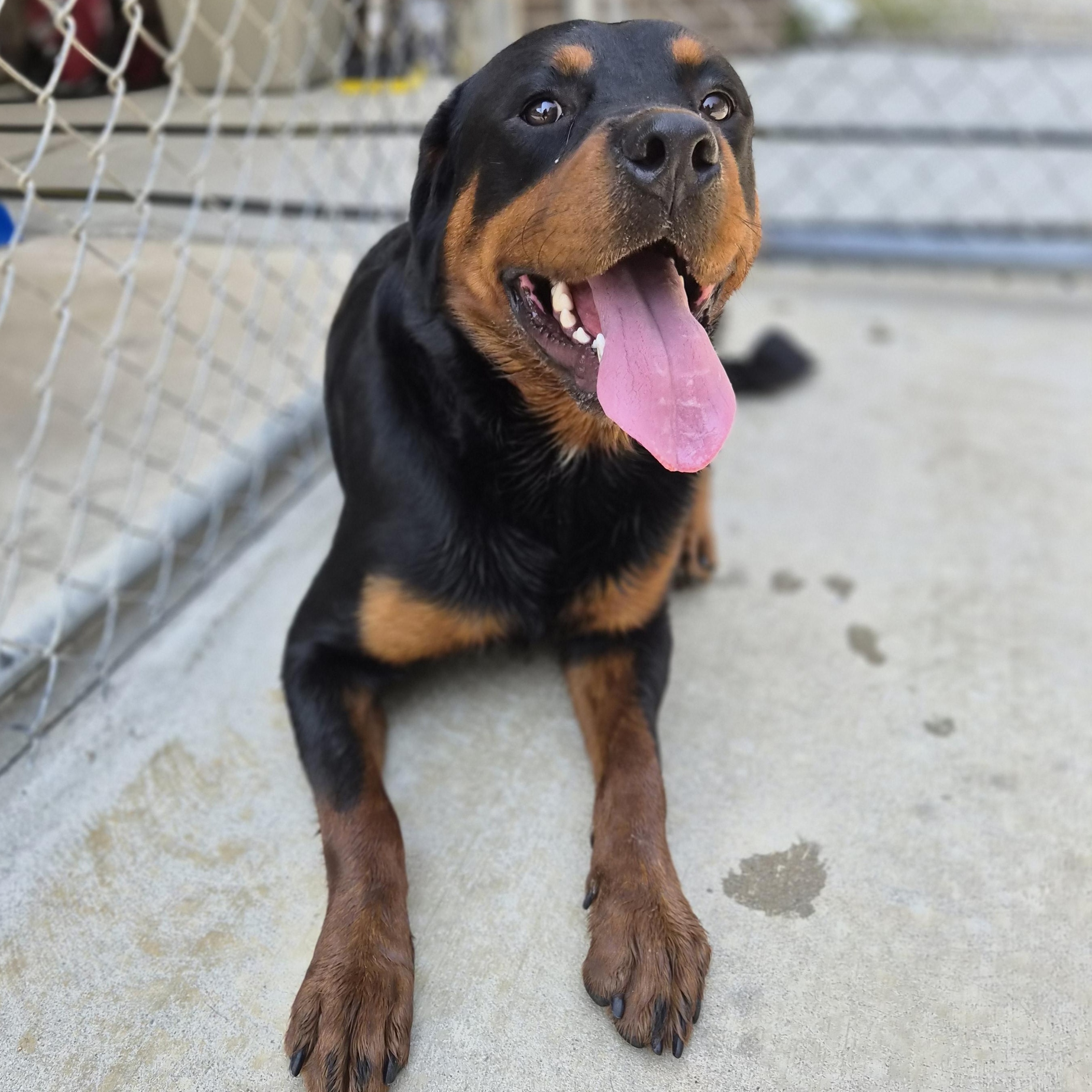 Tank, a ADOPTABLE Rottweiler in Cornelius, NC image 2/6