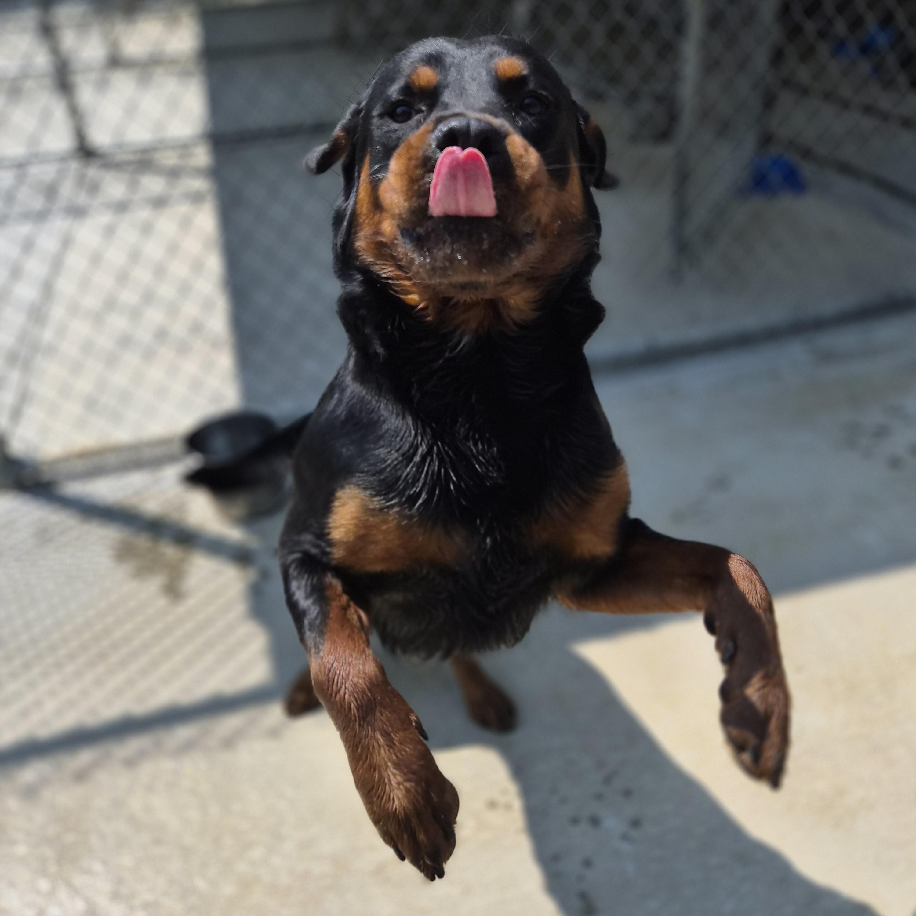 Tank, ADOPTABLE, Young Male Rottweiler.