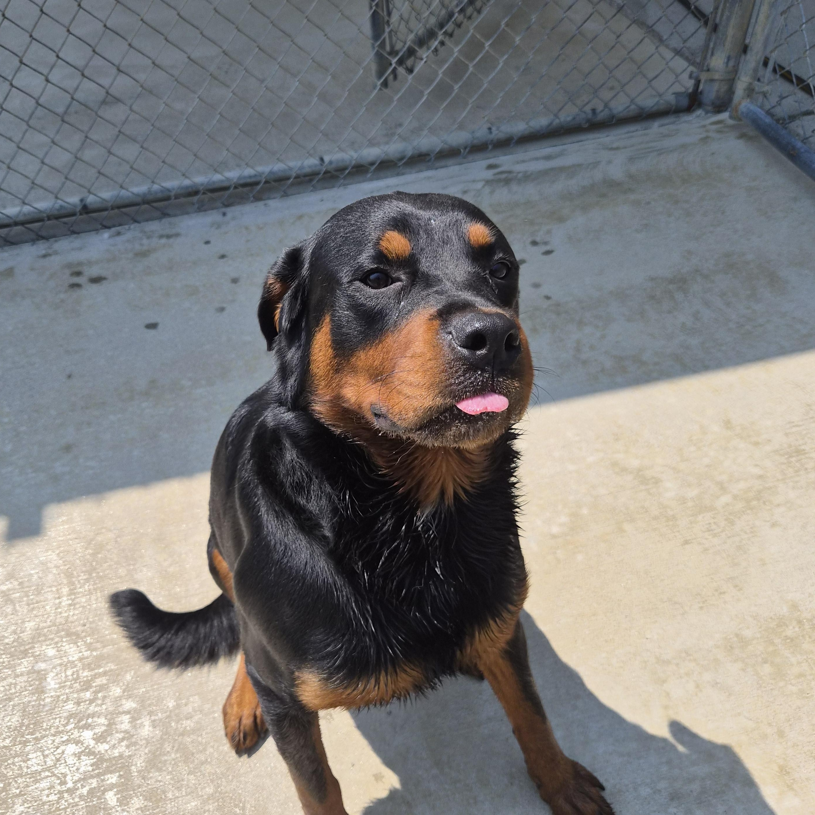 Tank, a ADOPTABLE Rottweiler in Cornelius, NC image 6/6