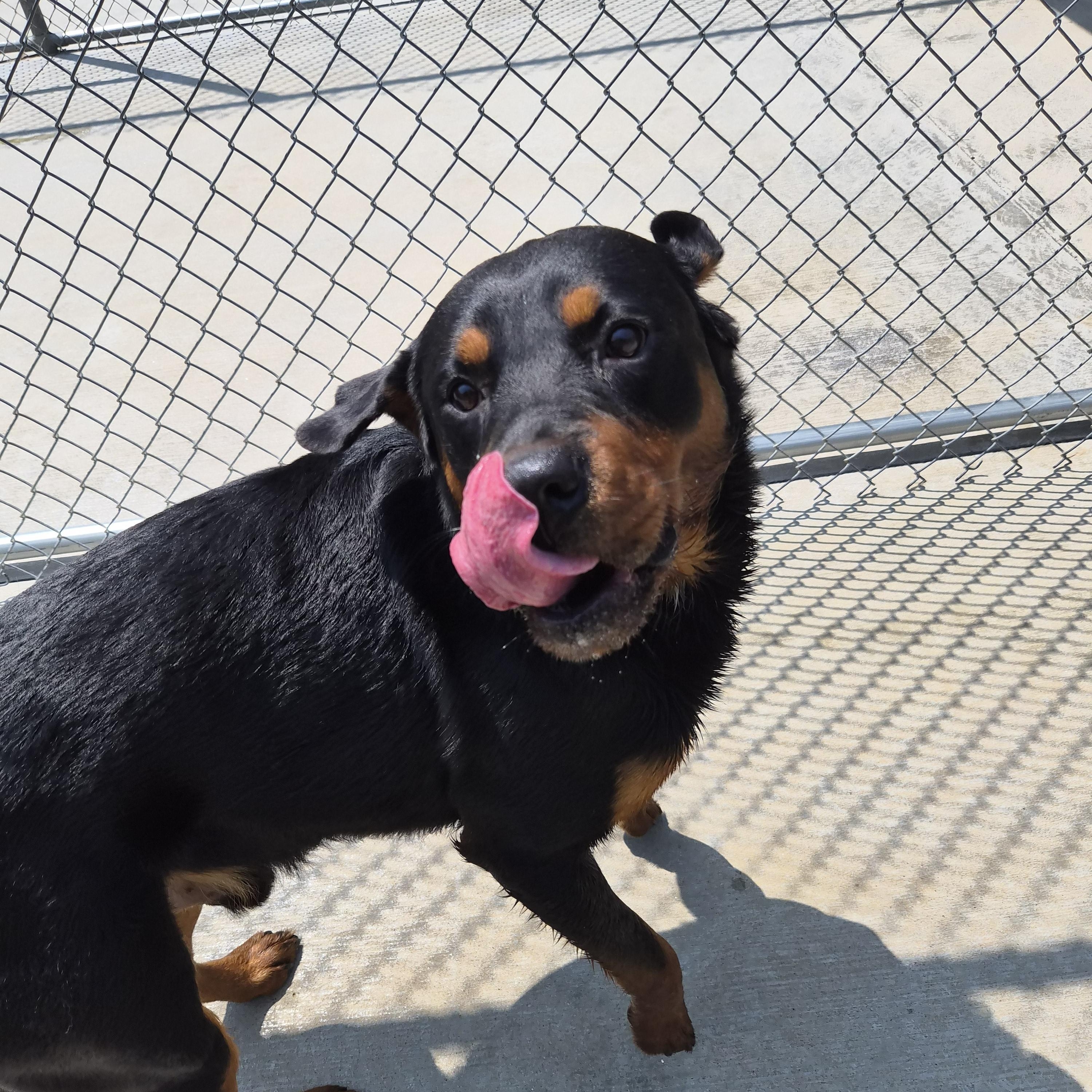 Tank, a ADOPTABLE Rottweiler in Cornelius, NC image 3/6