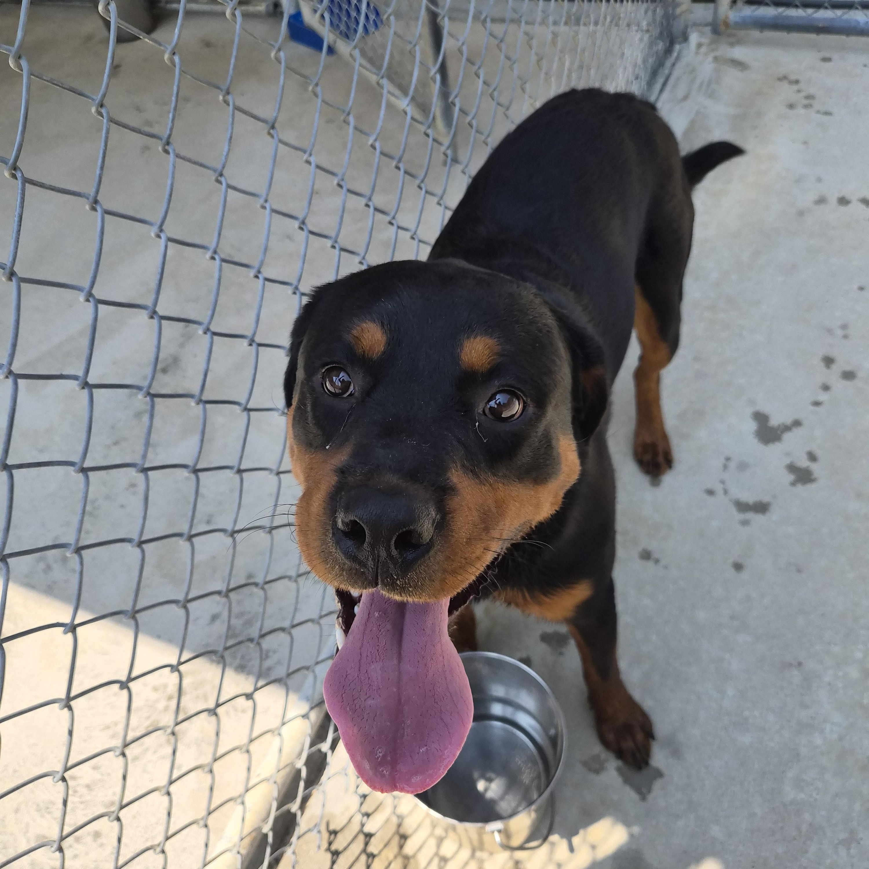 Tank, a ADOPTABLE Rottweiler in Cornelius, NC image 5/6