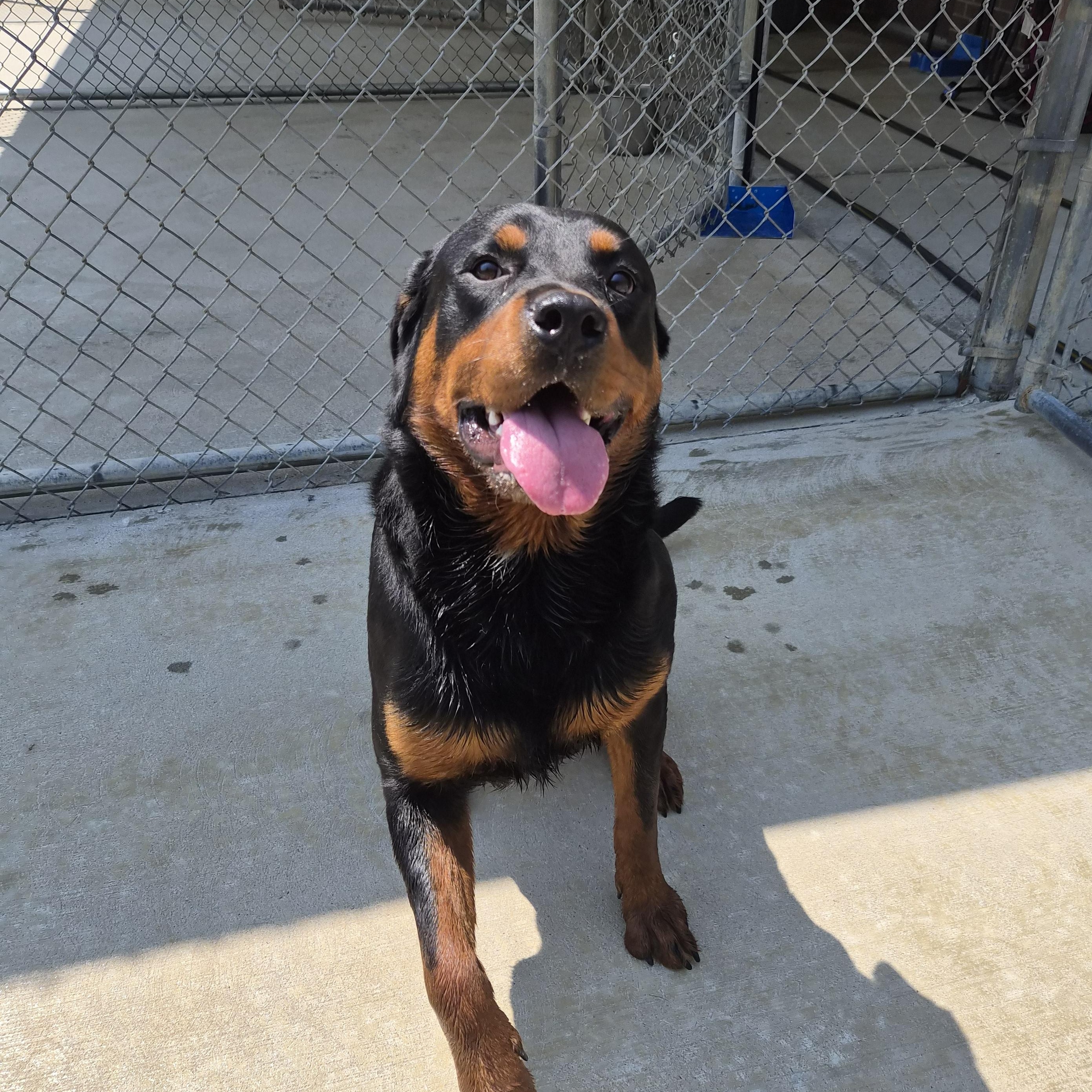 Tank, a ADOPTABLE Rottweiler in Cornelius, NC image 4/6