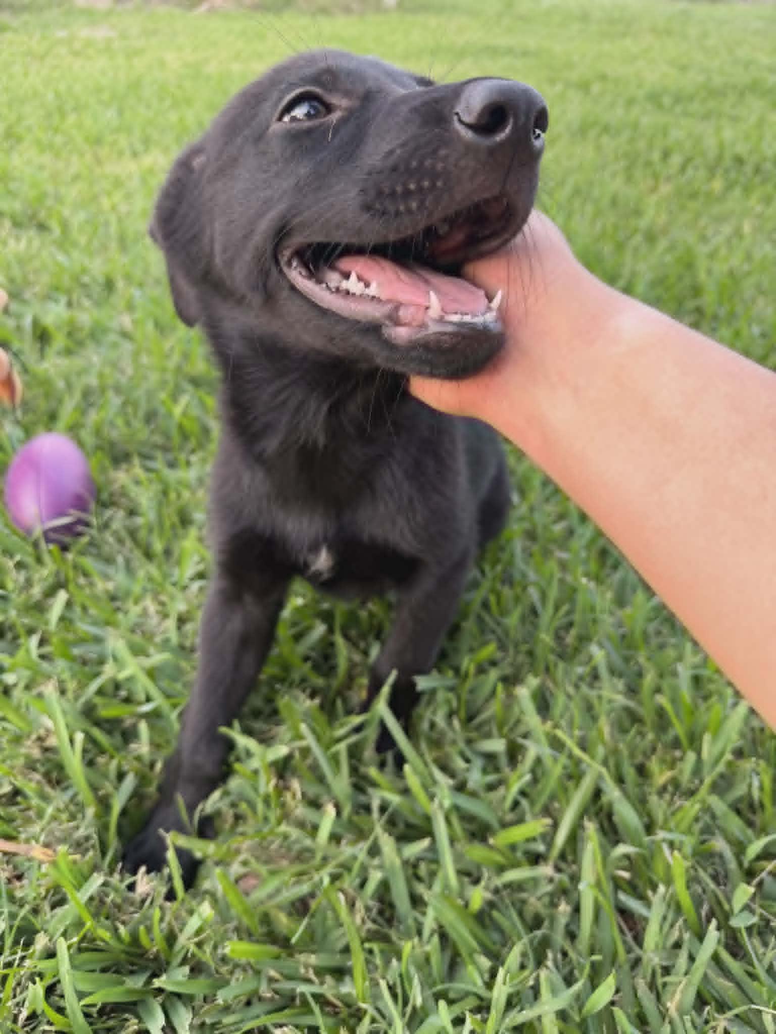 Enlarge Tex , a ADOPTABLE mixed breed in Paramus, NJ image 2/6